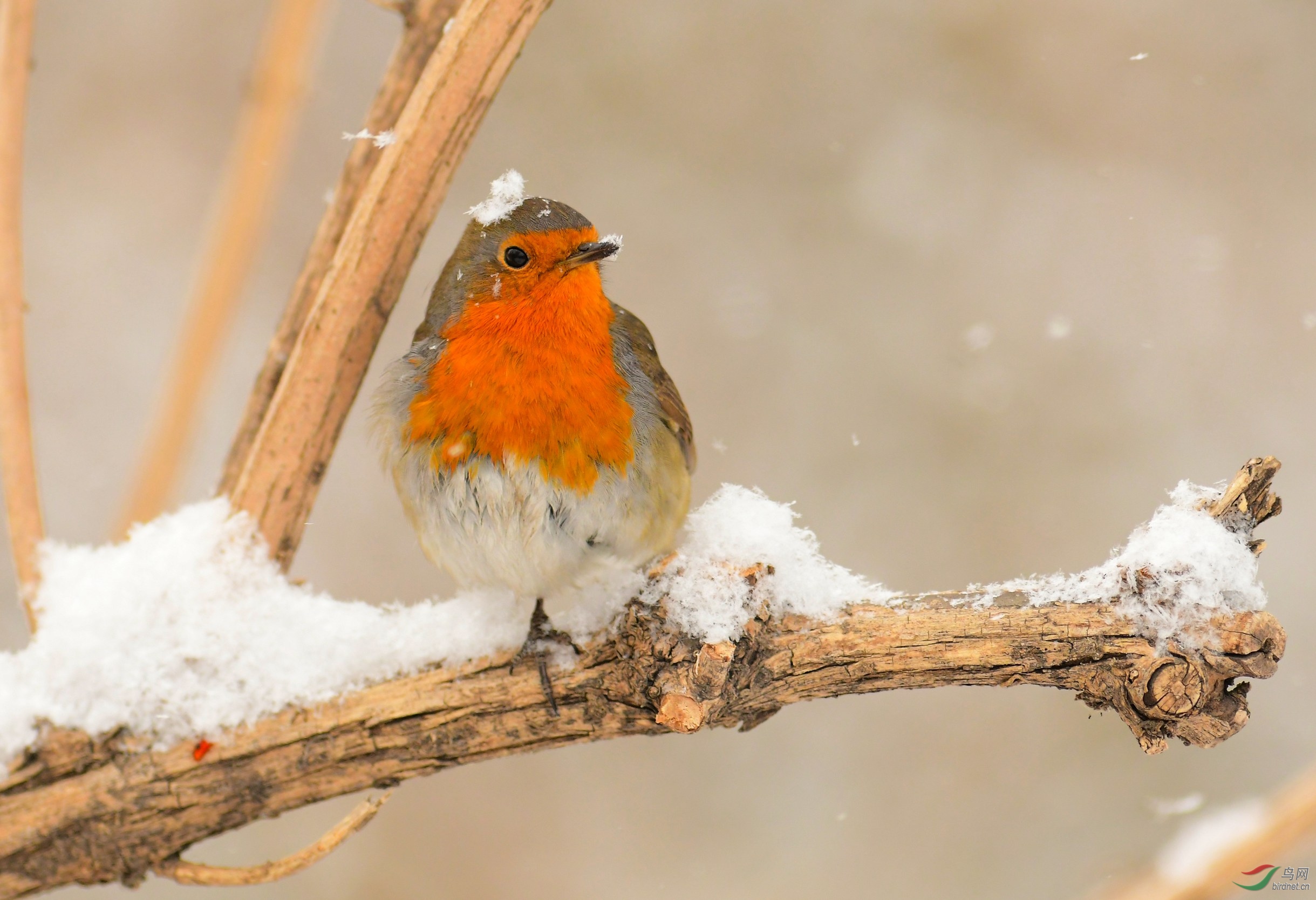 DSC_6211.JPG