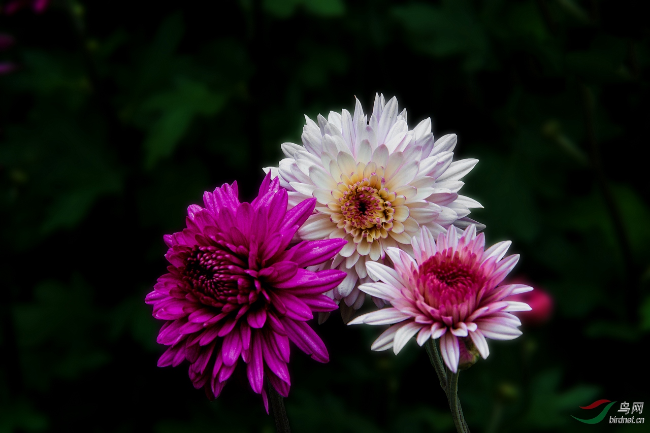 DSC_2951.jpg
