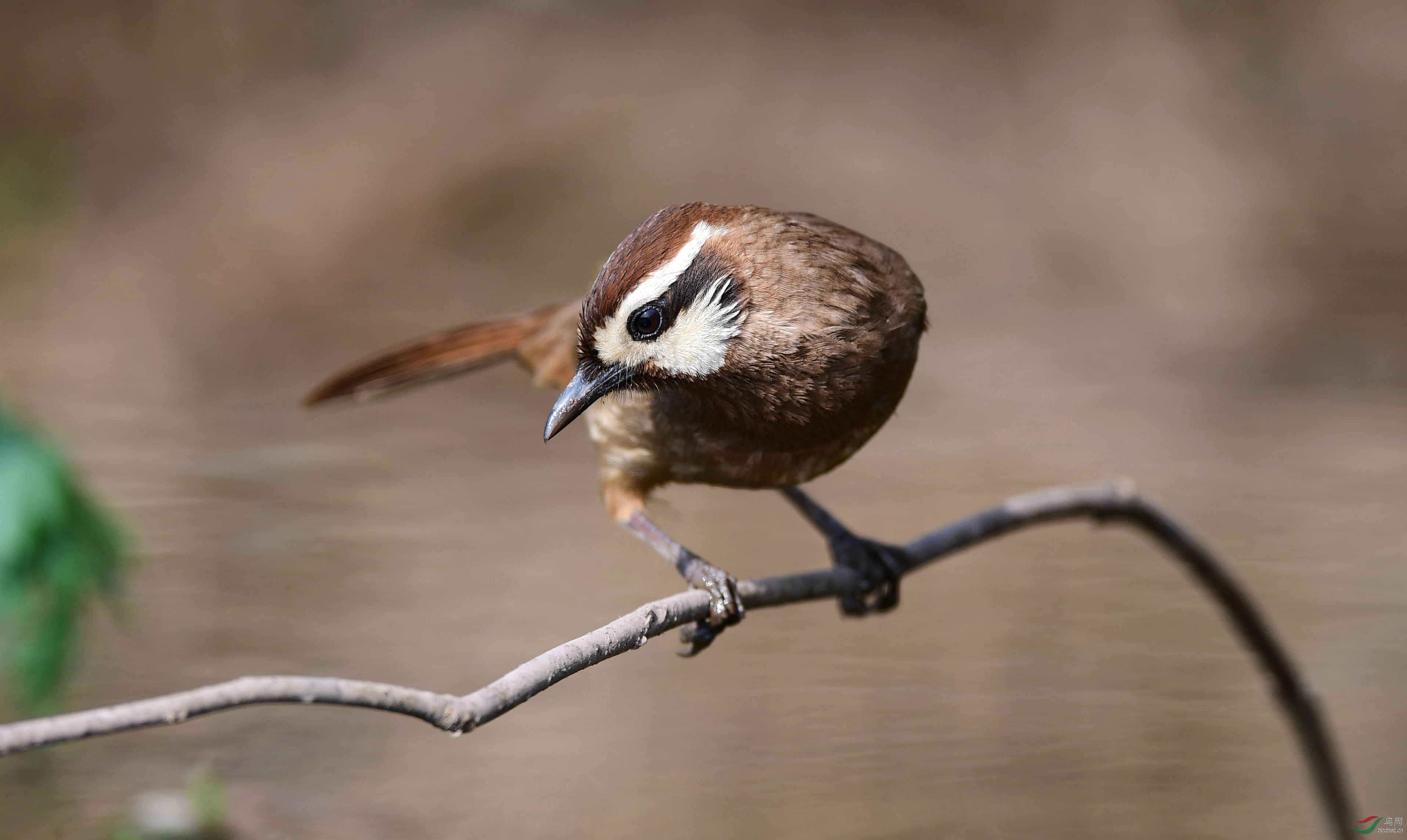 白颊噪鹛 - 四川版 sichuan 鸟网