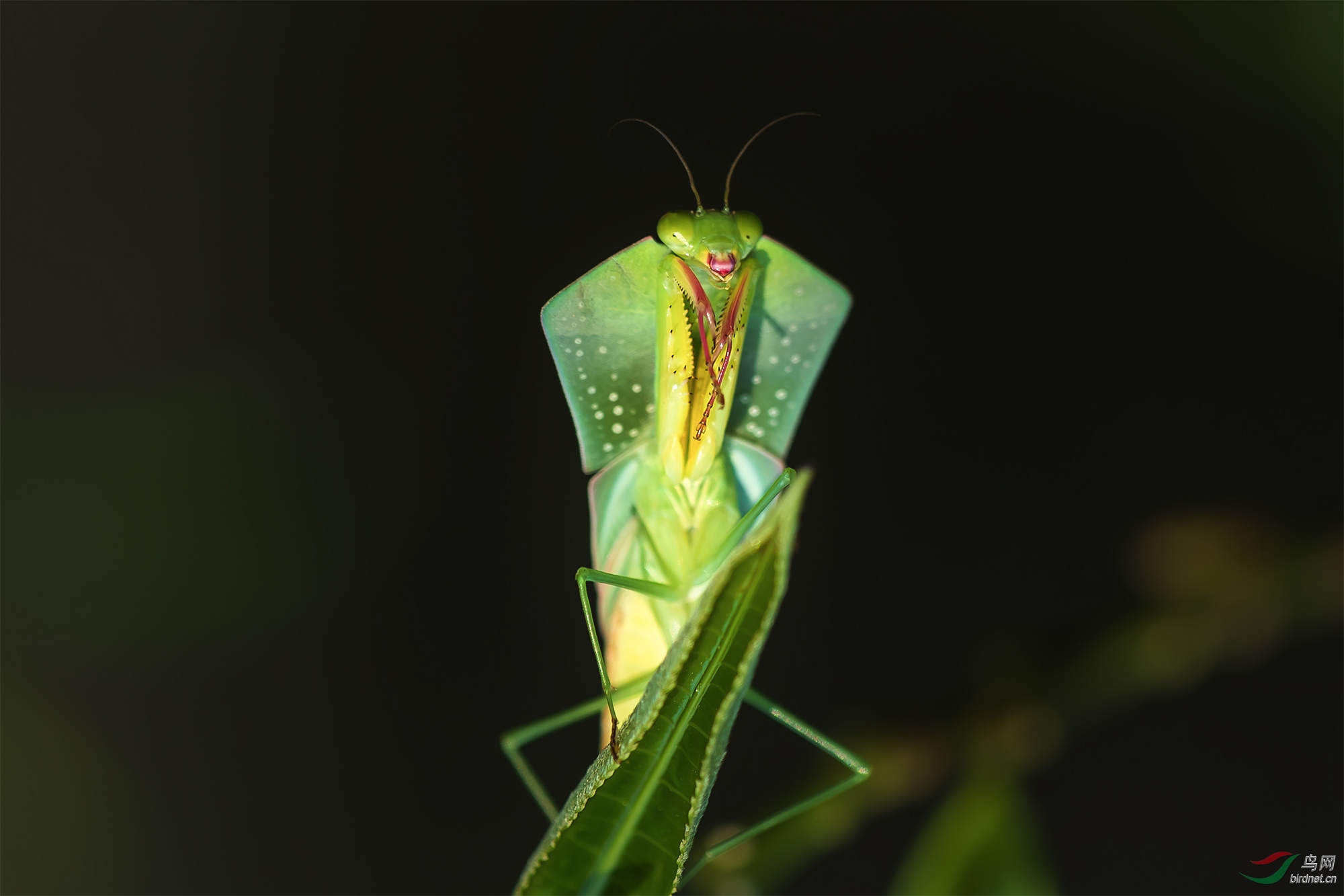 亚叶背螳螂贺获首页动物精华
