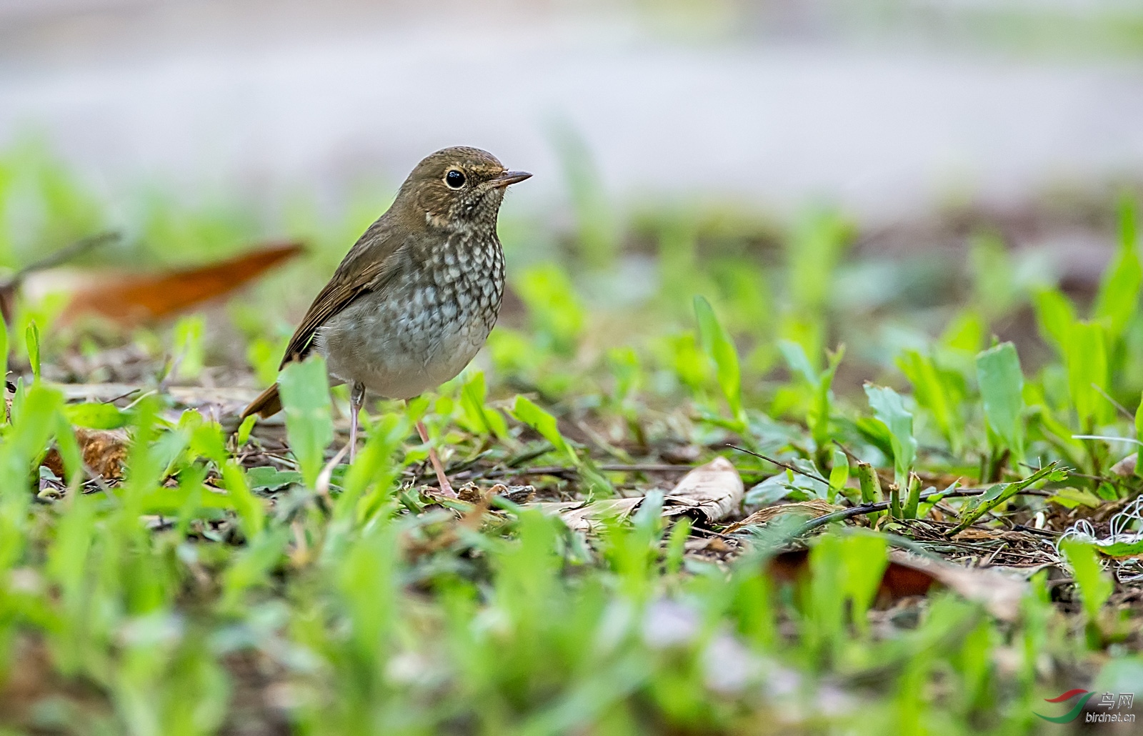 红尾歌鸲 - 台湾版 taiwan 鸟网