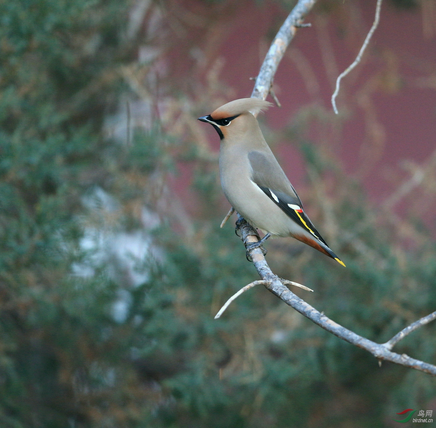 太平鸟 2 - 甘肃版 gansu鸟网