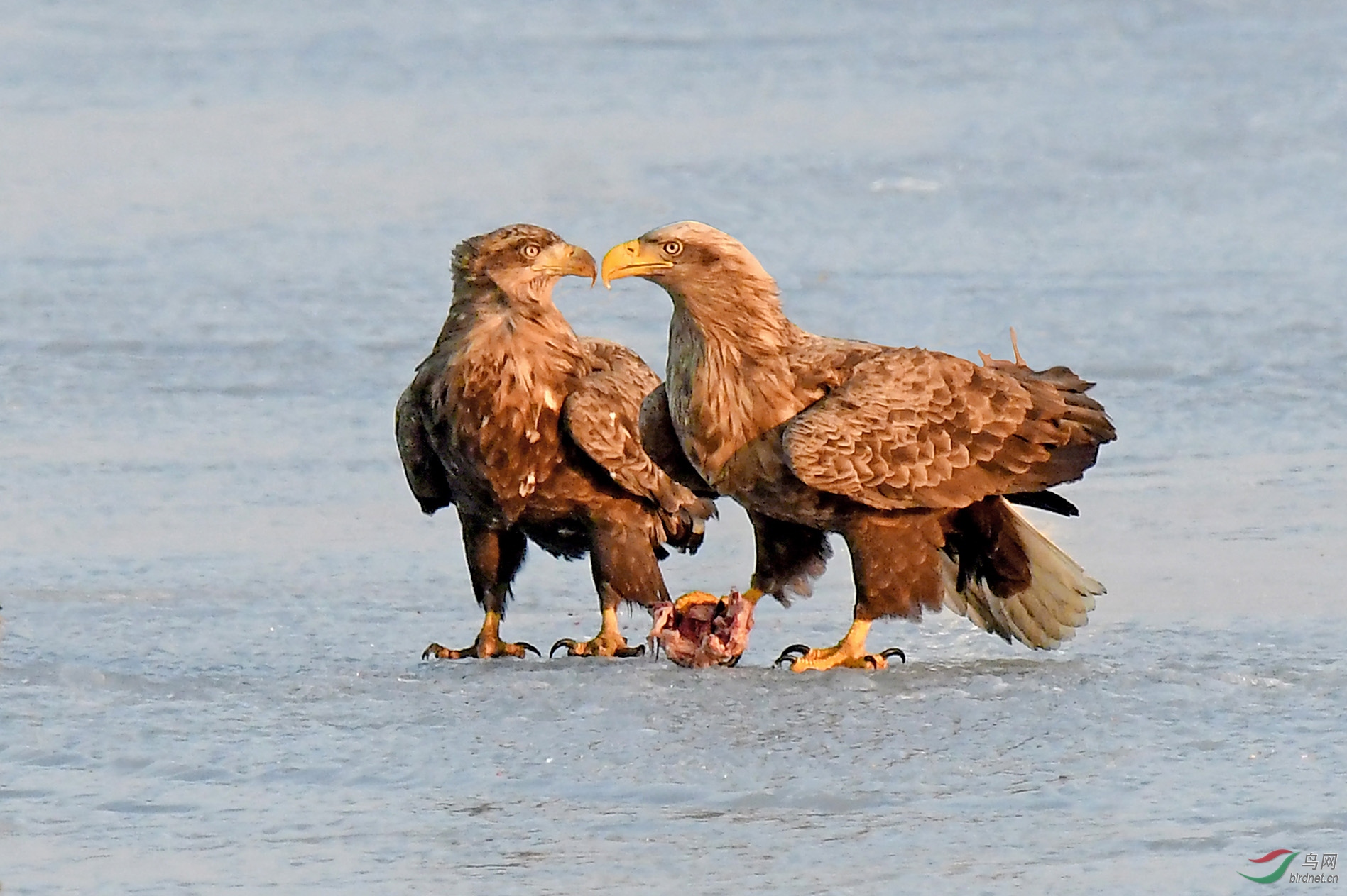 亲哥俩(白尾海雕)