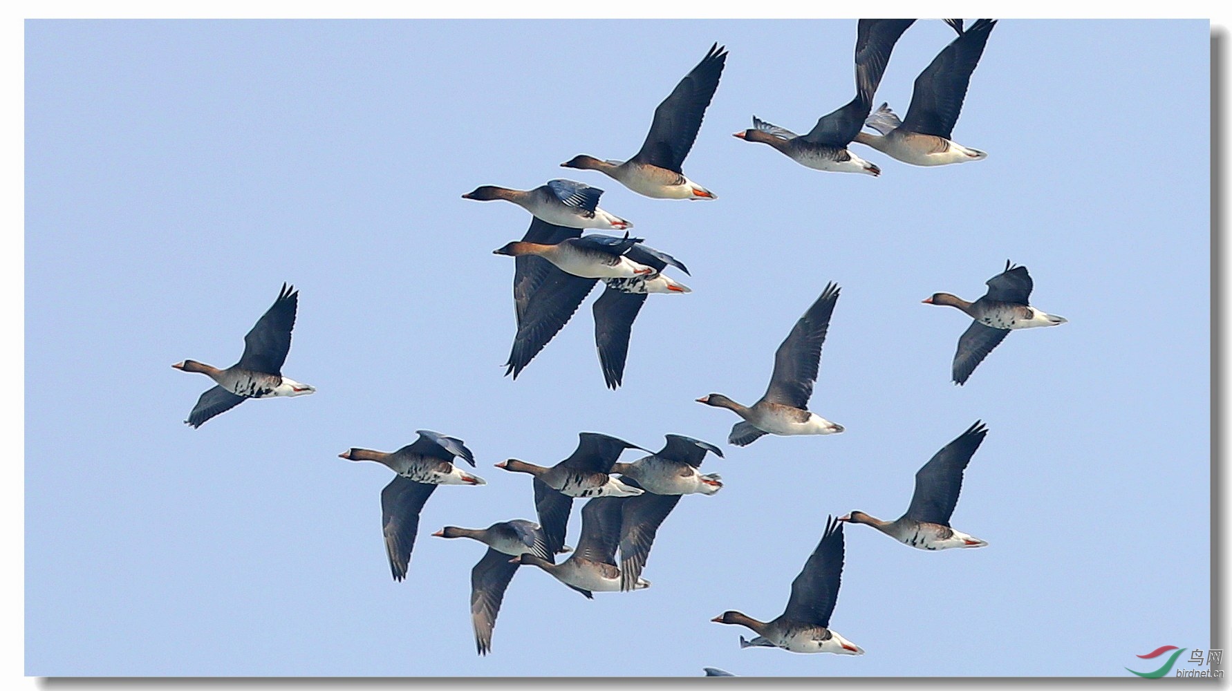 雁北飞 - 野生动物风光版 鸟网