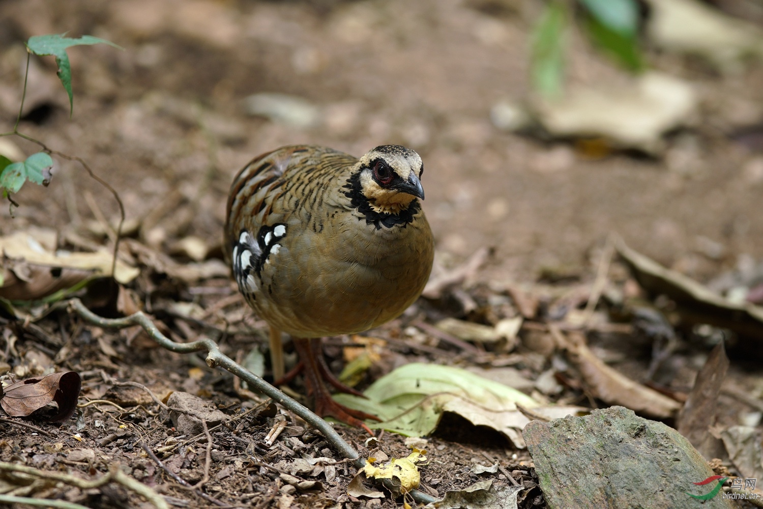 DSC05451.jpg