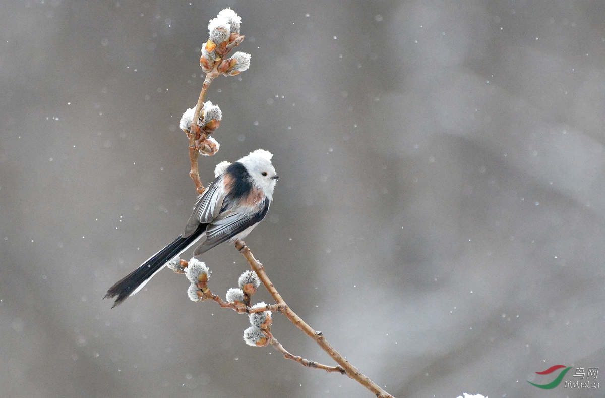 雪天拍银喉雀