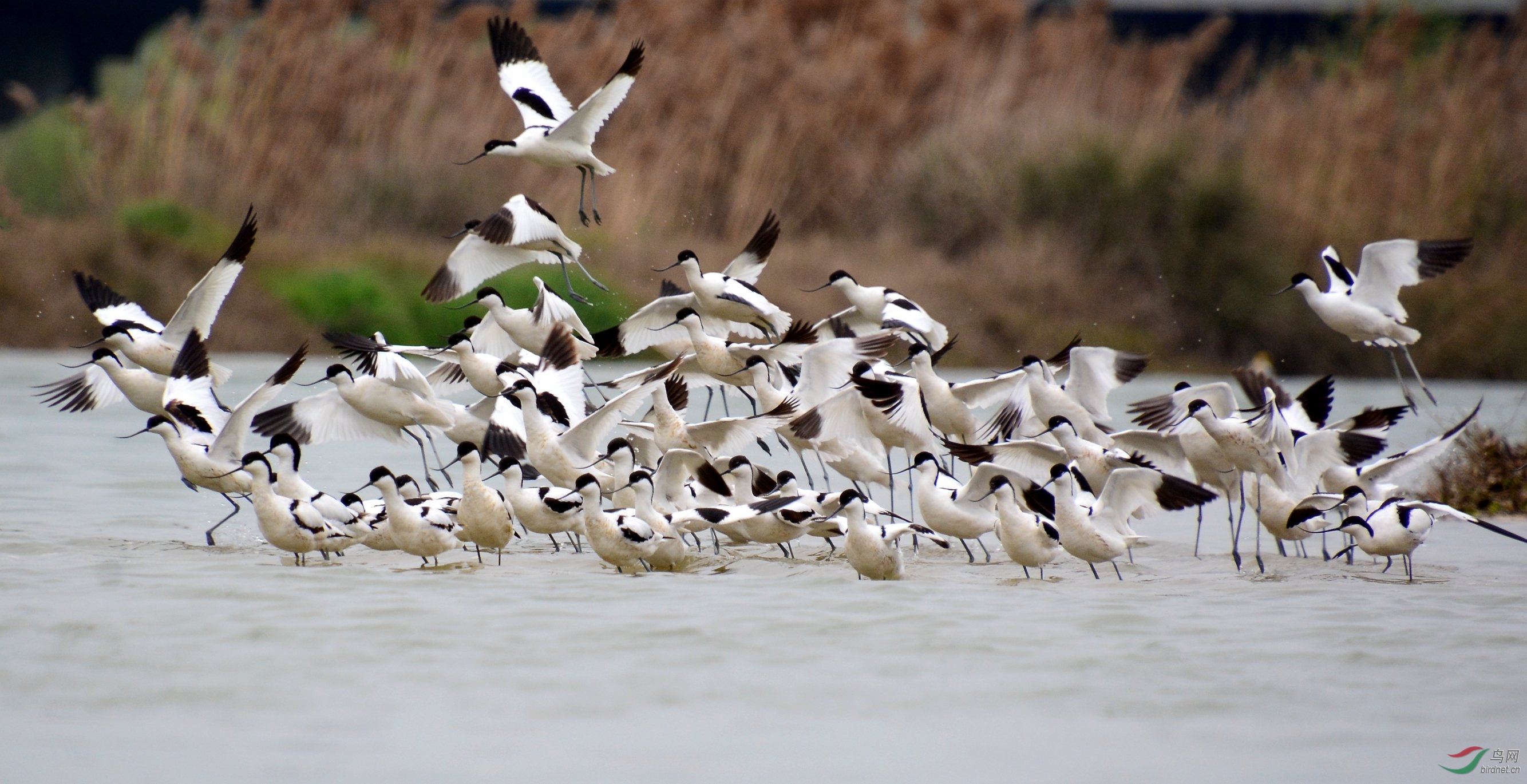 DSC_8721_conew1.jpg