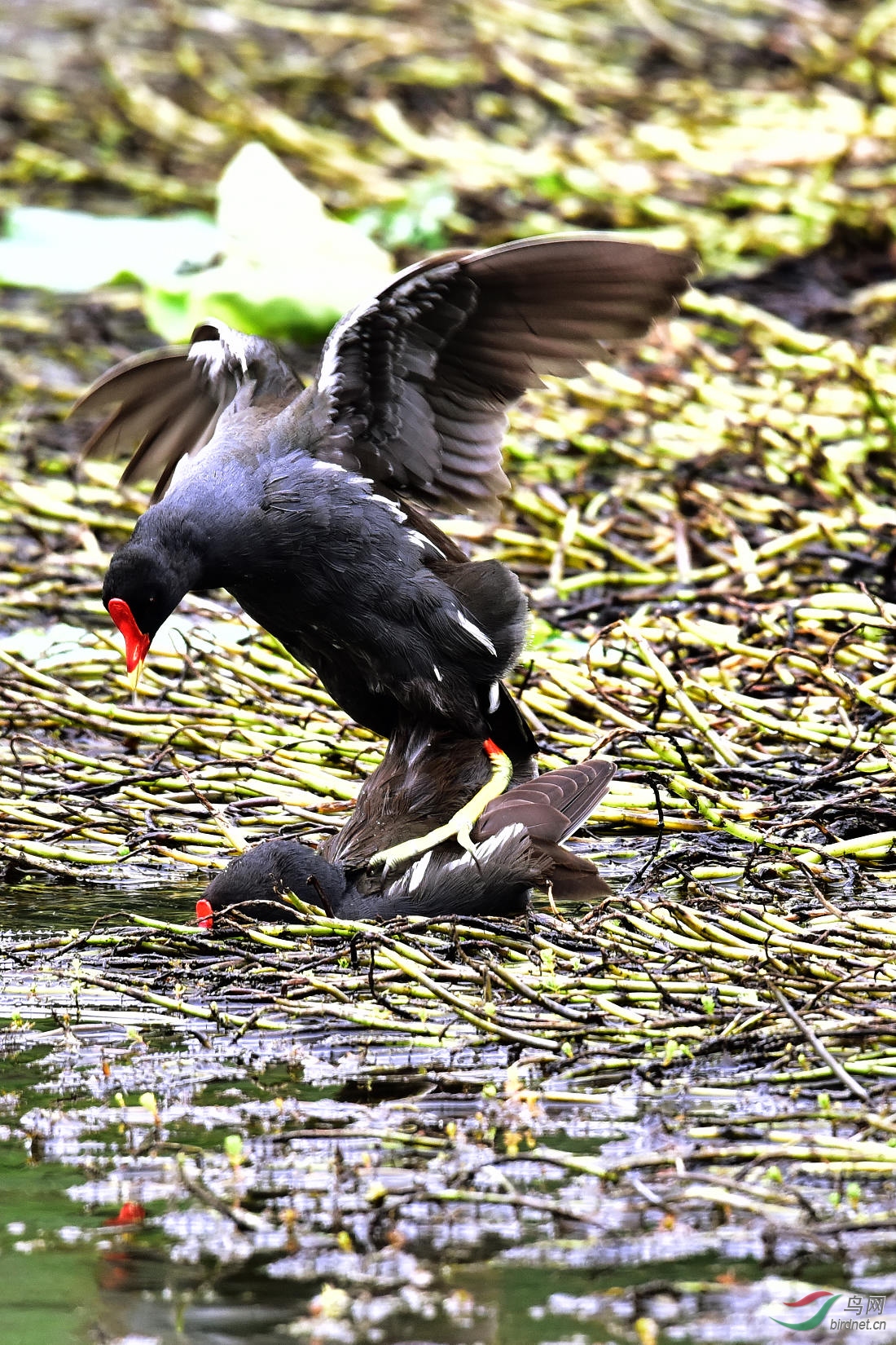 DSC_0378.JPG
