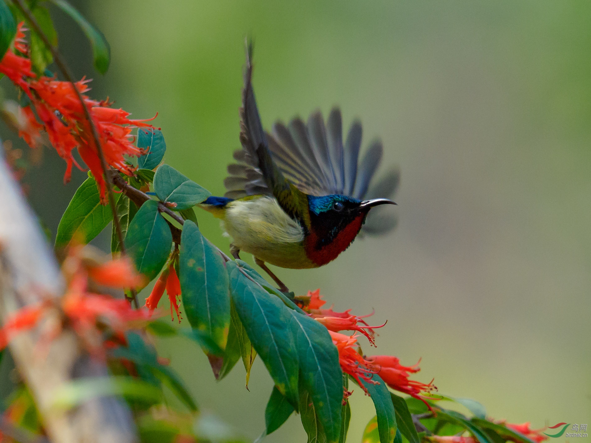 太阳鸟迎风展翅三连拍 - 深圳市鸟类生态摄影沙龙 鸟网