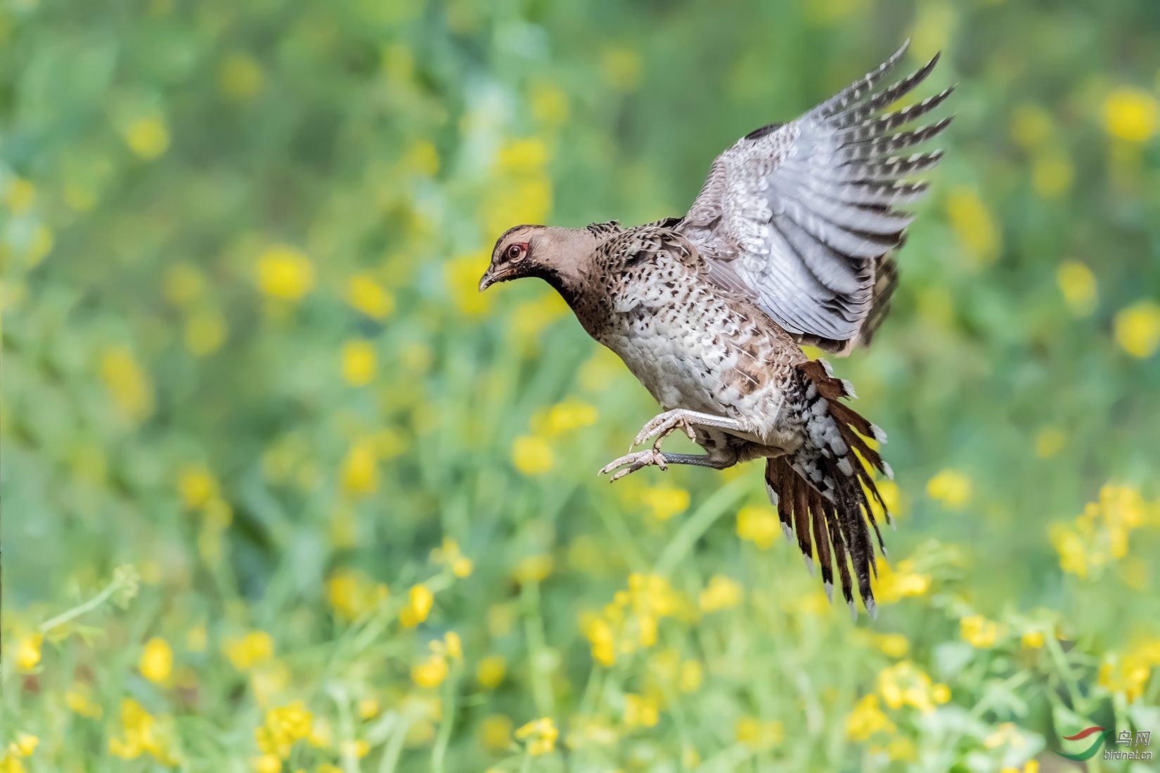 白颈长尾雉(雌)