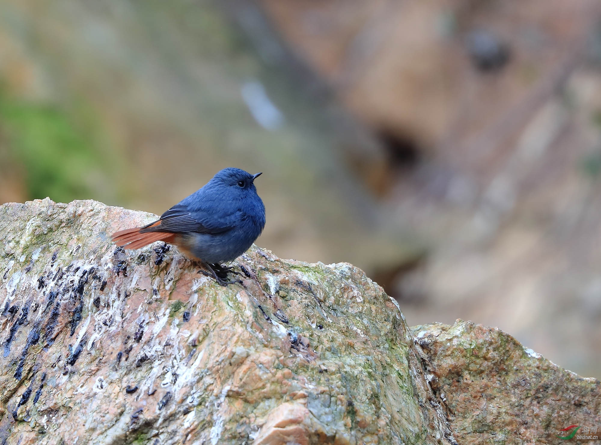 弹尾红尾水鸲雄鸟