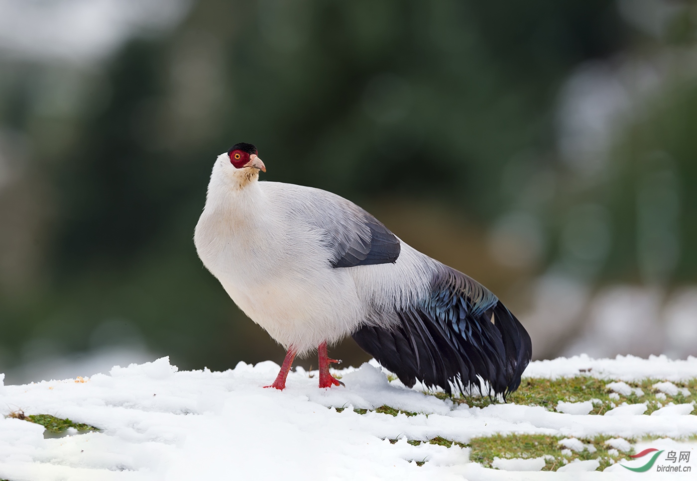 白马鸡【好冷哟!】