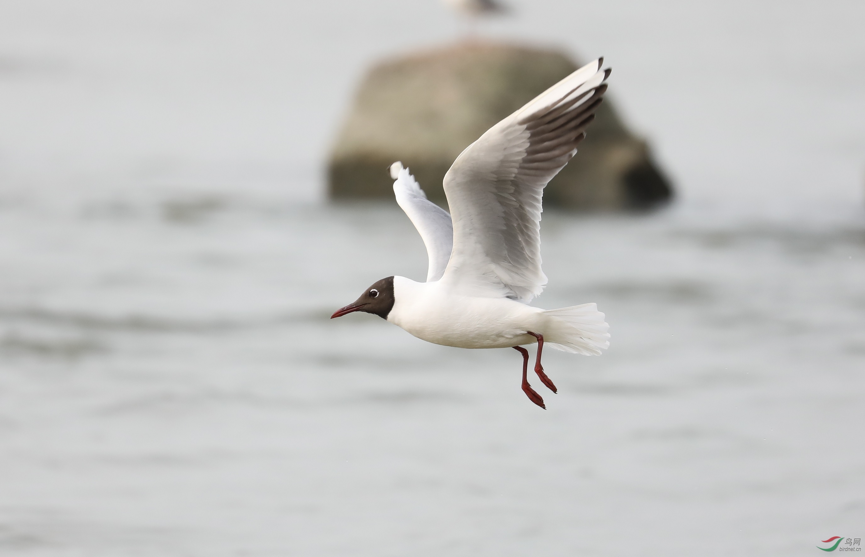 红嘴鸥(繁殖羽) - 广东版 guangdong 鸟网