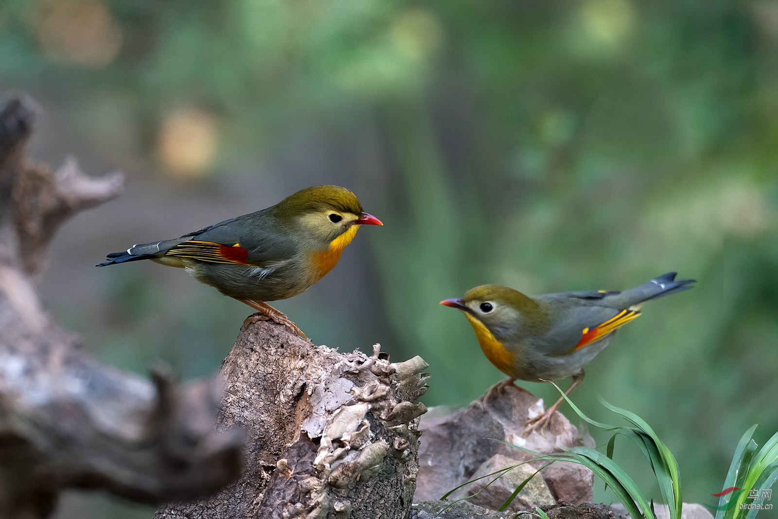 _DSC5355-1.jpg