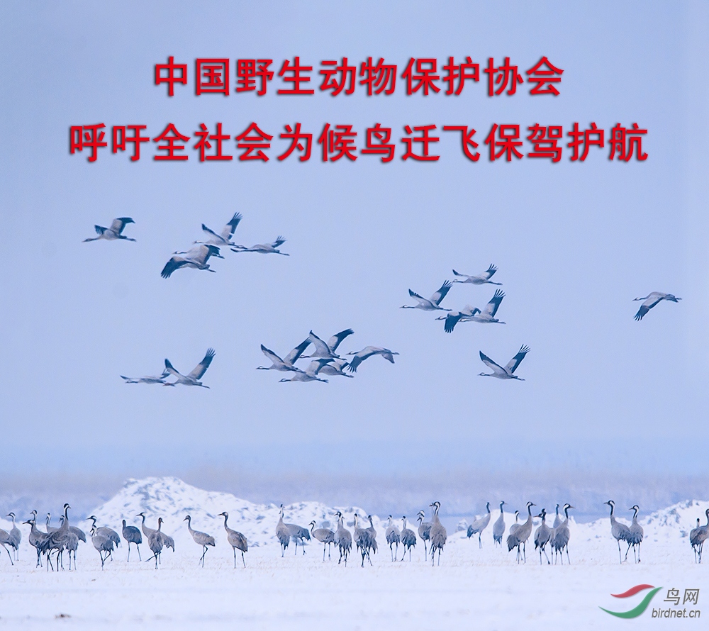 呼吁全社会为候鸟迁�保驾护航(1).jpg