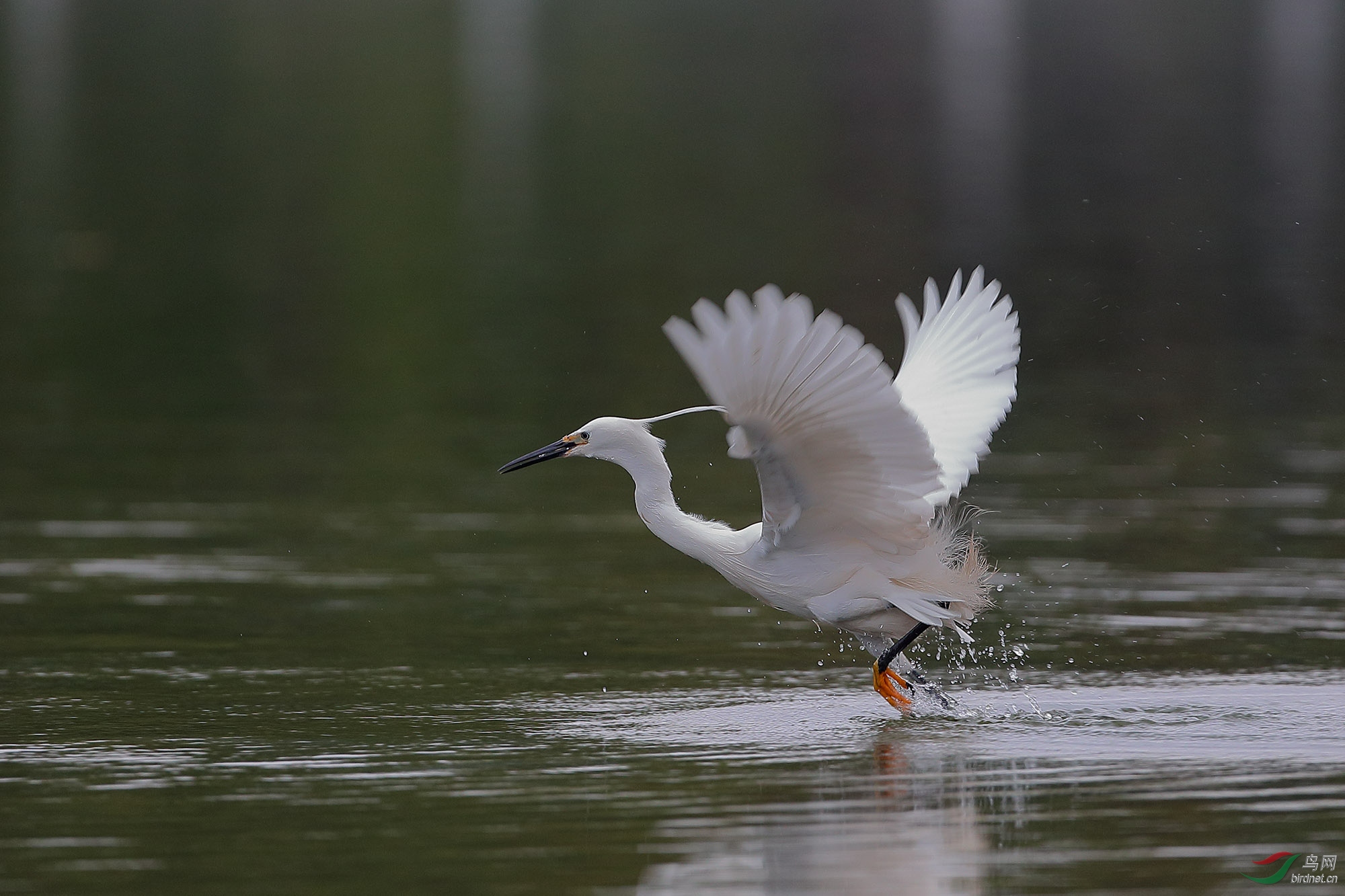踏水---白鹭 - 广西版 guangxi 鸟网