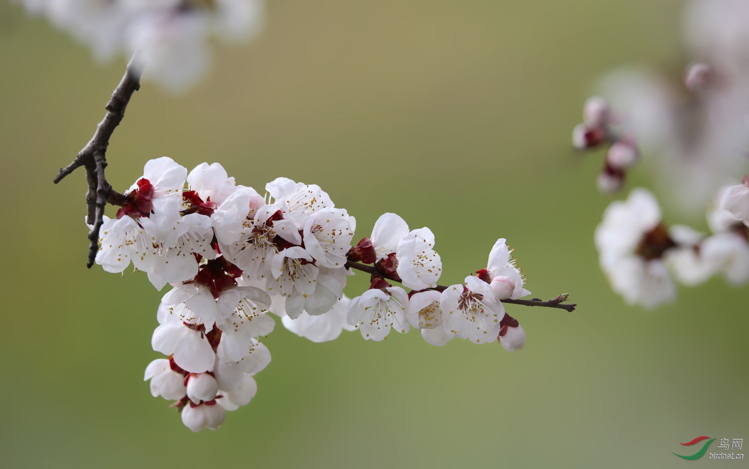 杏子花图片大全 搜狗图片搜索