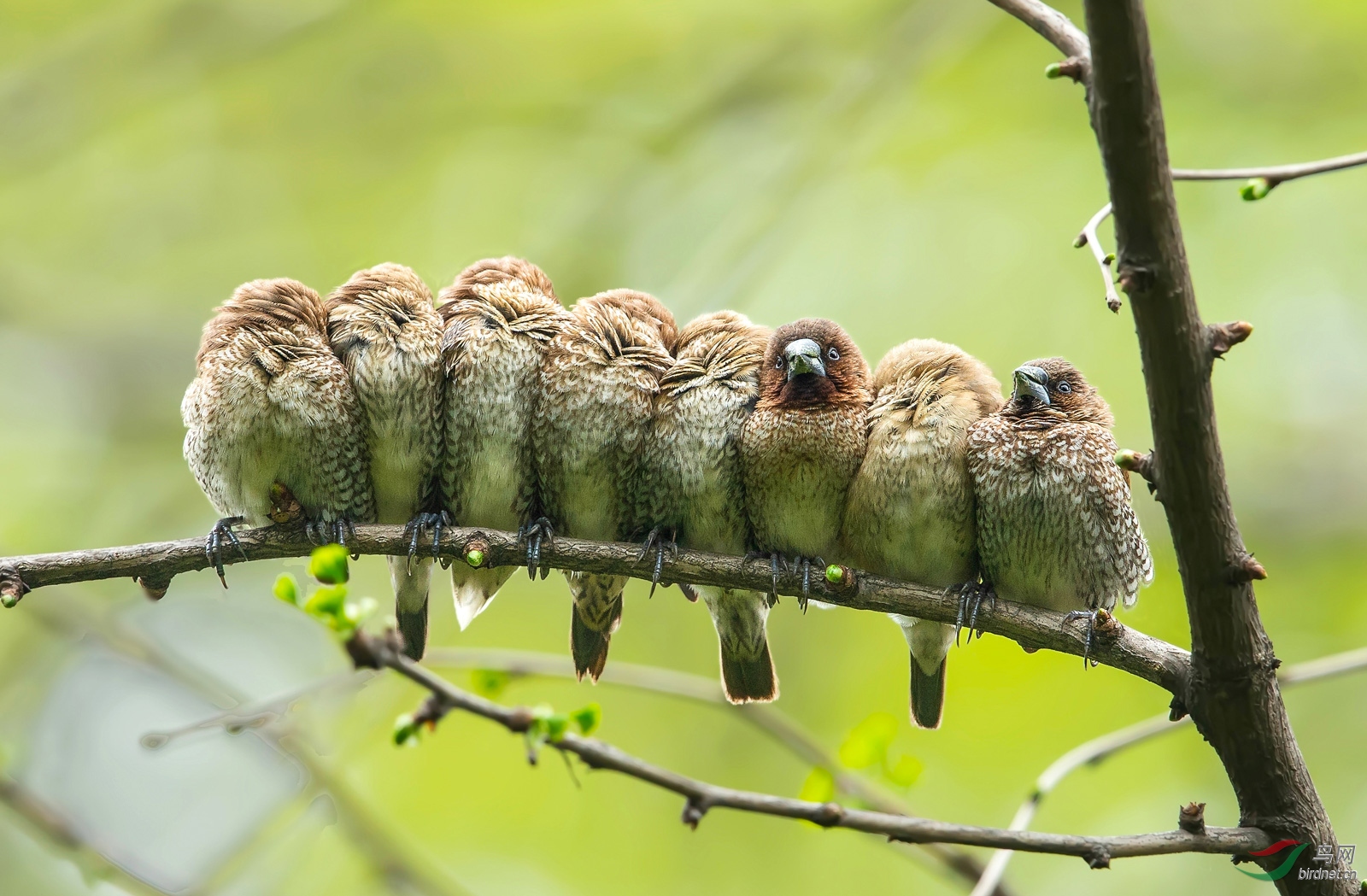 春眠不觉晓(斑纹鸟)
