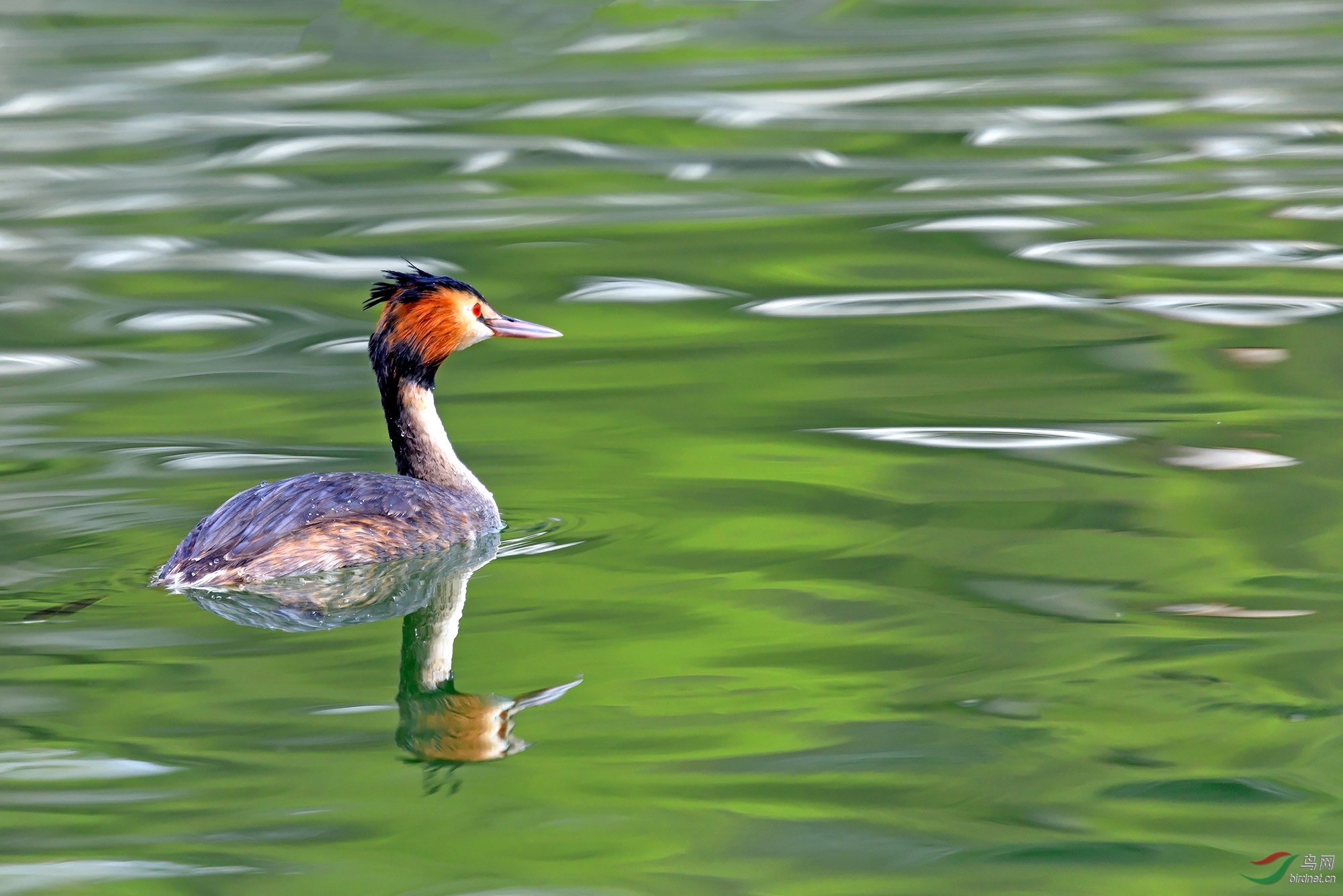 凤头pt - 宁夏版 ningxia 鸟网