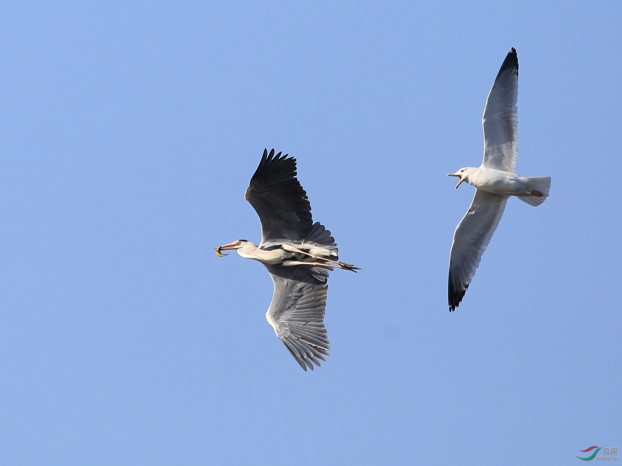 鸥鹭相争