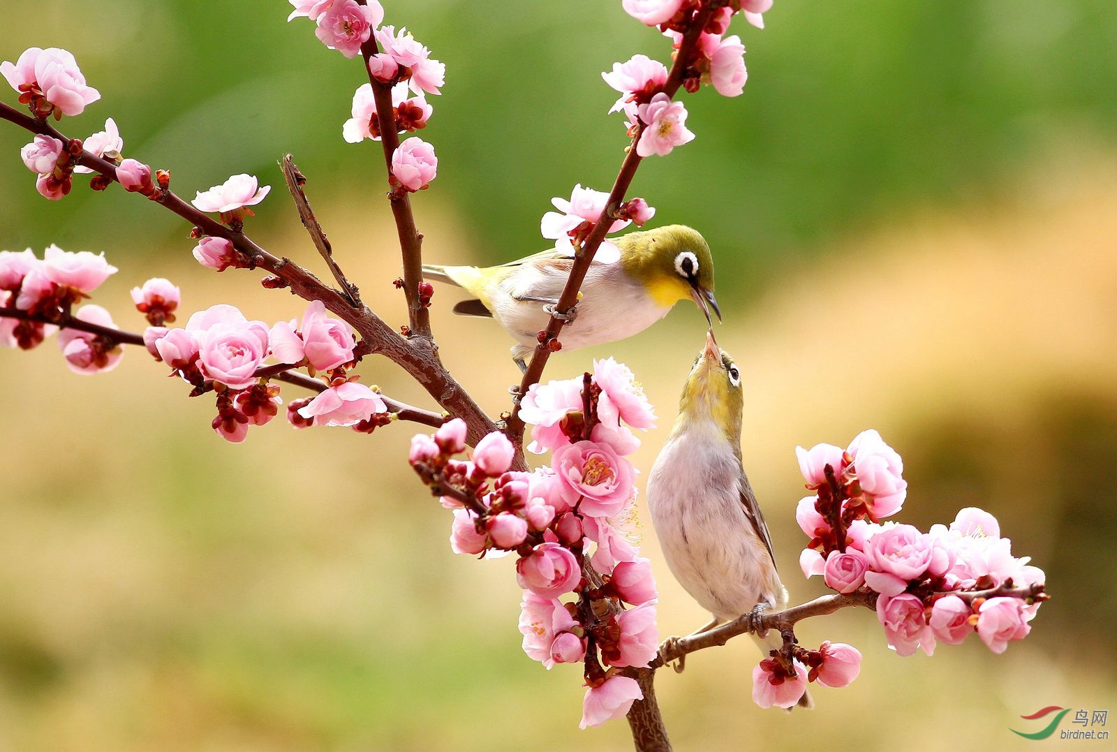 4.1.1_���� - ����.jpg