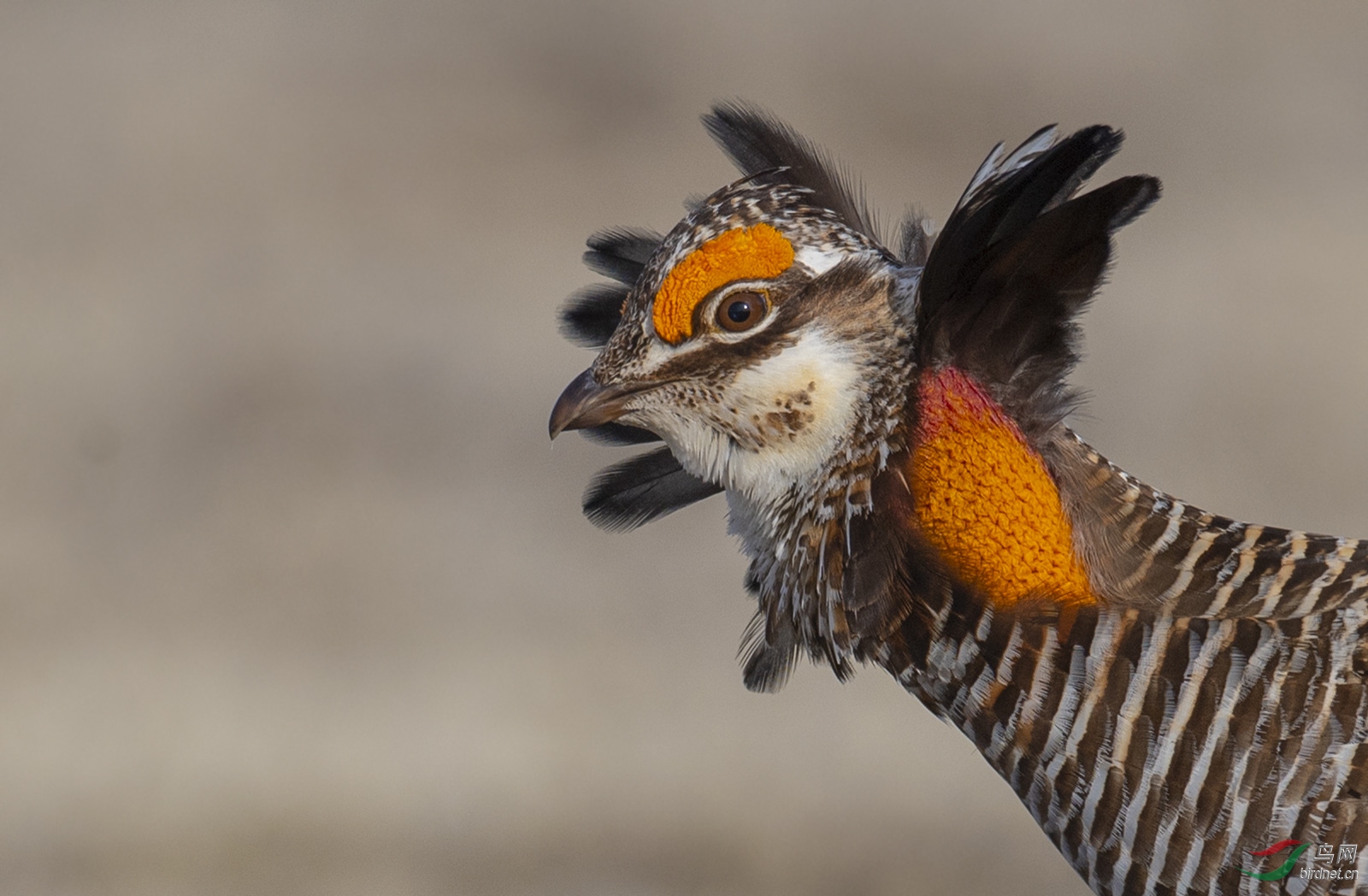 草原松鸡 - vip版 鸟网