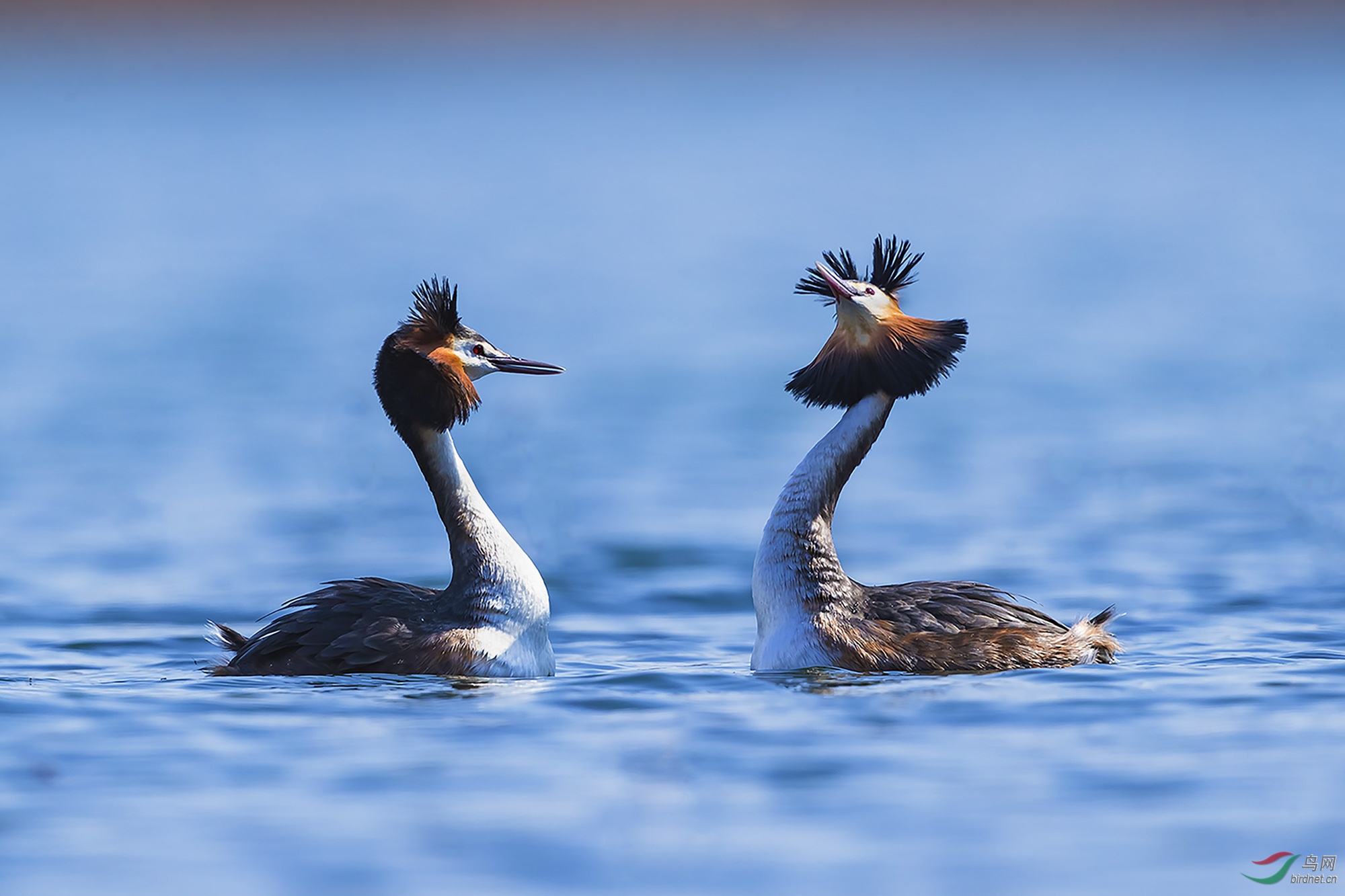 1春天的凤头鸊�