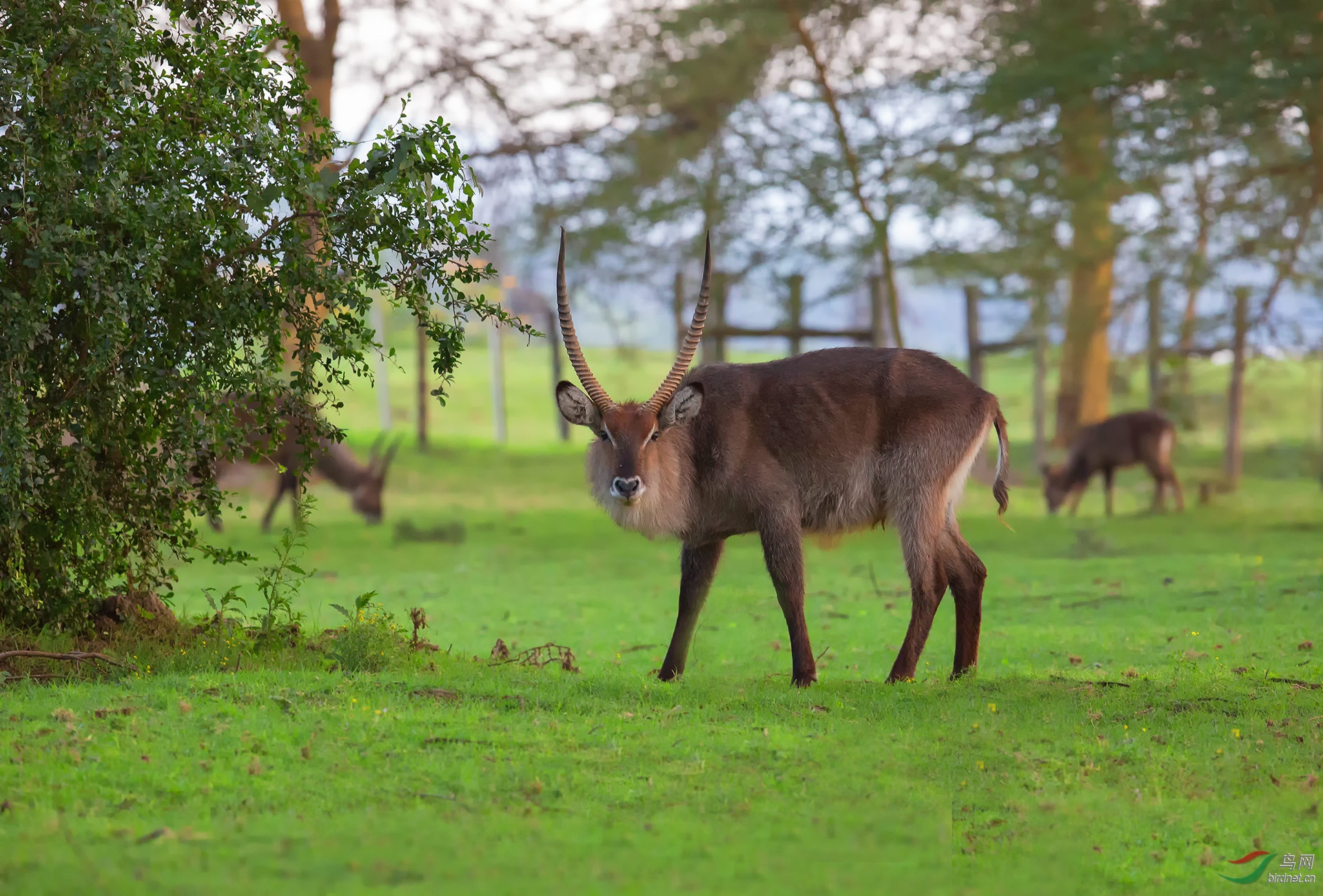 水羚羊 — 问好师友 ! - 四川版 sichuan 鸟网