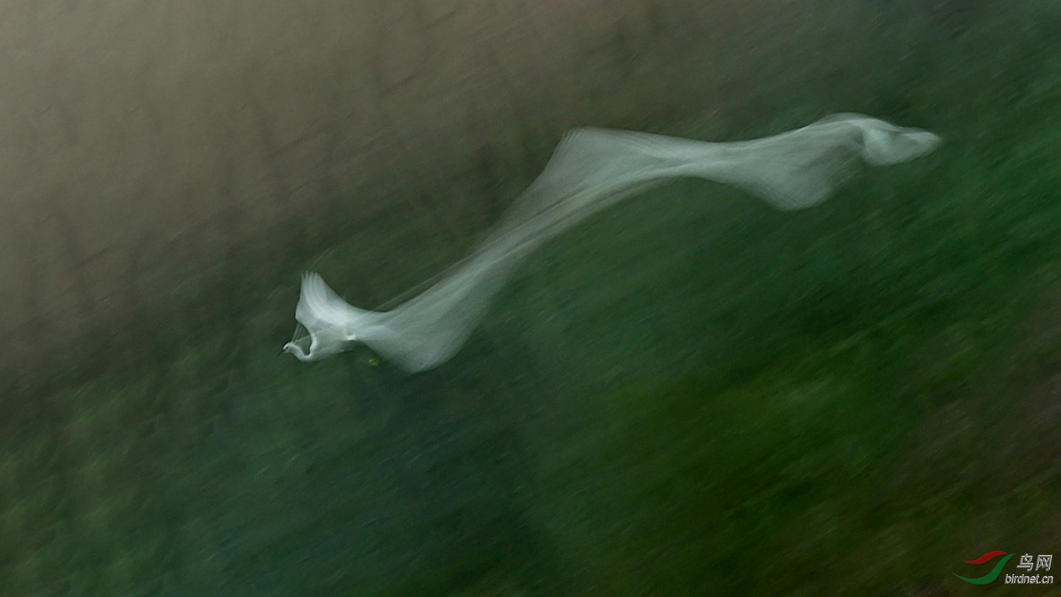 DSC_1823aaaa.jpg