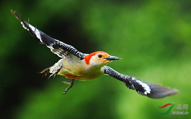 飞翔的赤腹啄木鸟
