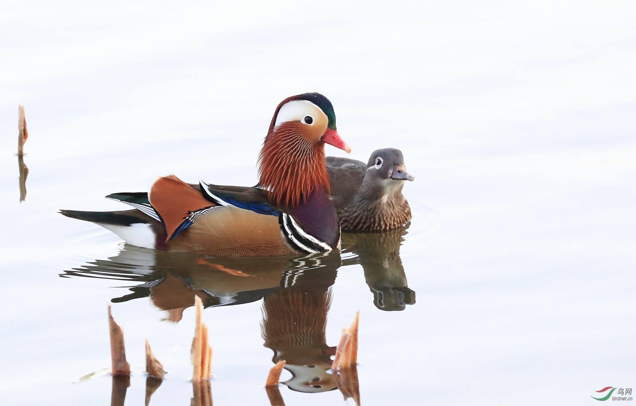 鸳鸯夫妻 - 河南版 henan 鸟网