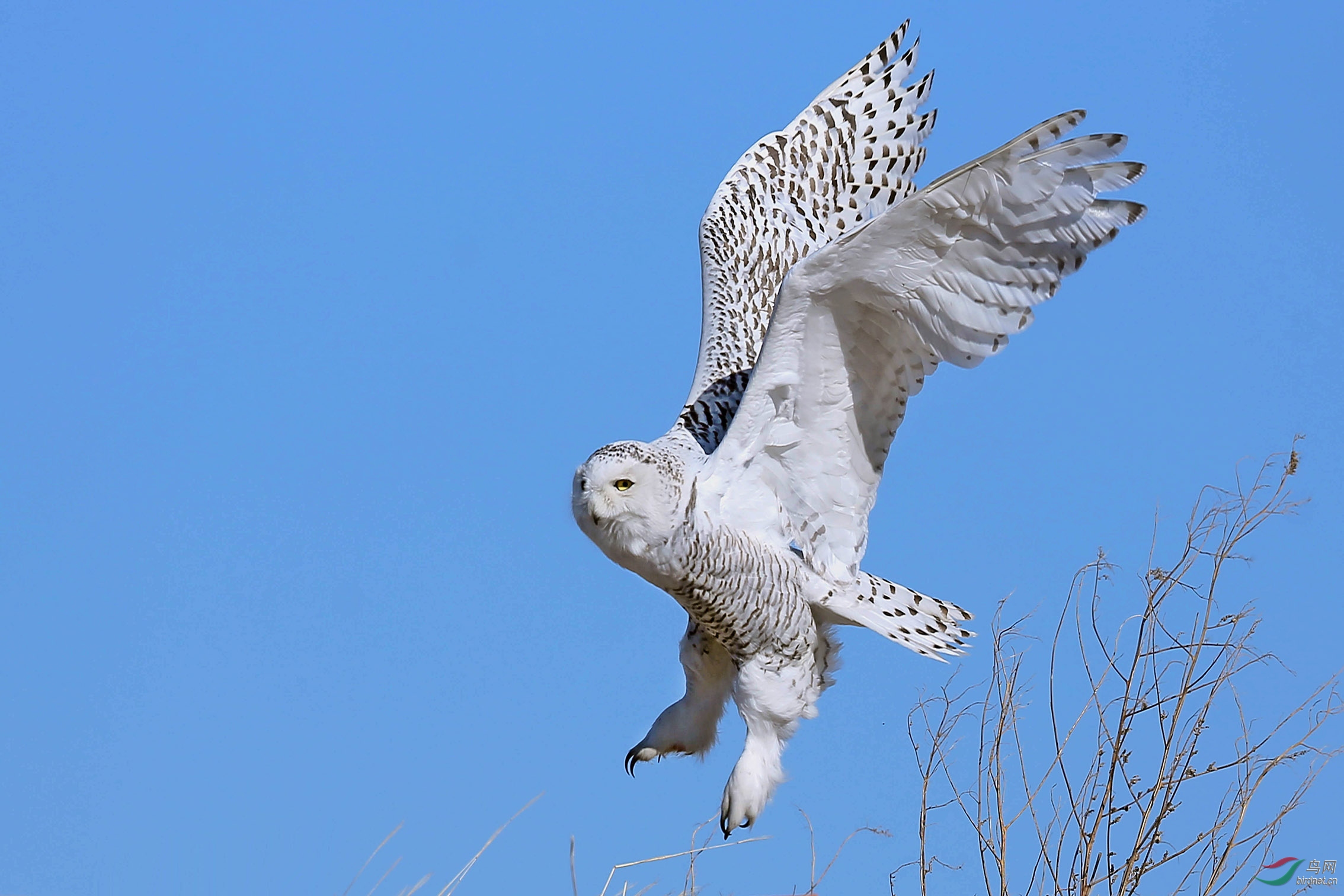 北国雪鸮(祝贺荣获本版佳作)