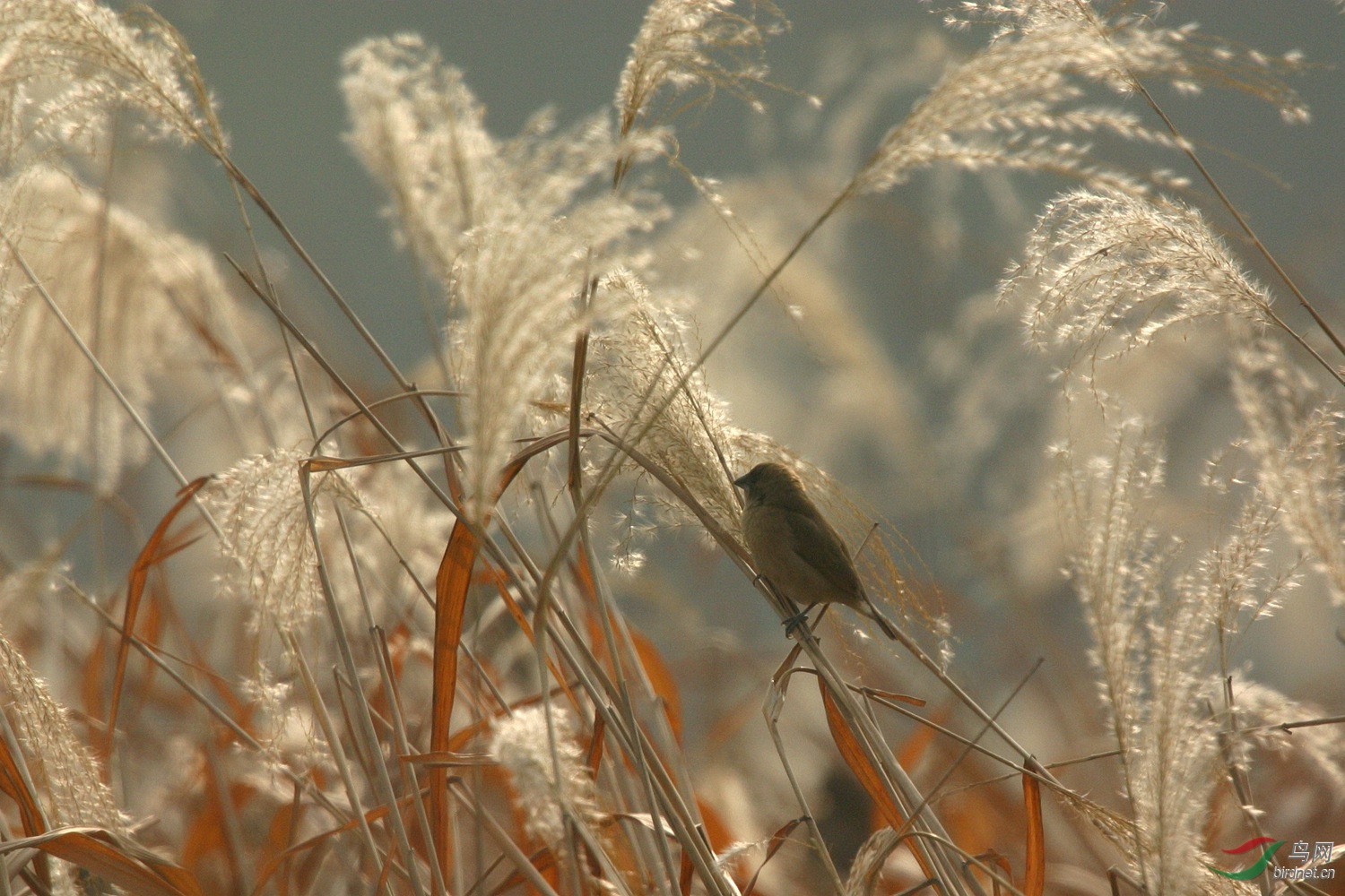 芦苇丛中 - 野生动物风光版 鸟网