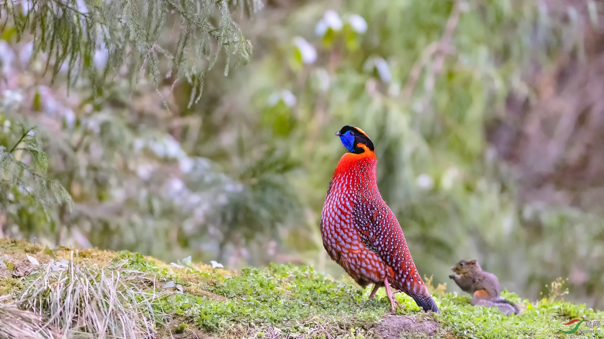 红腹角雉祝贺老师佳作荣获首页精华