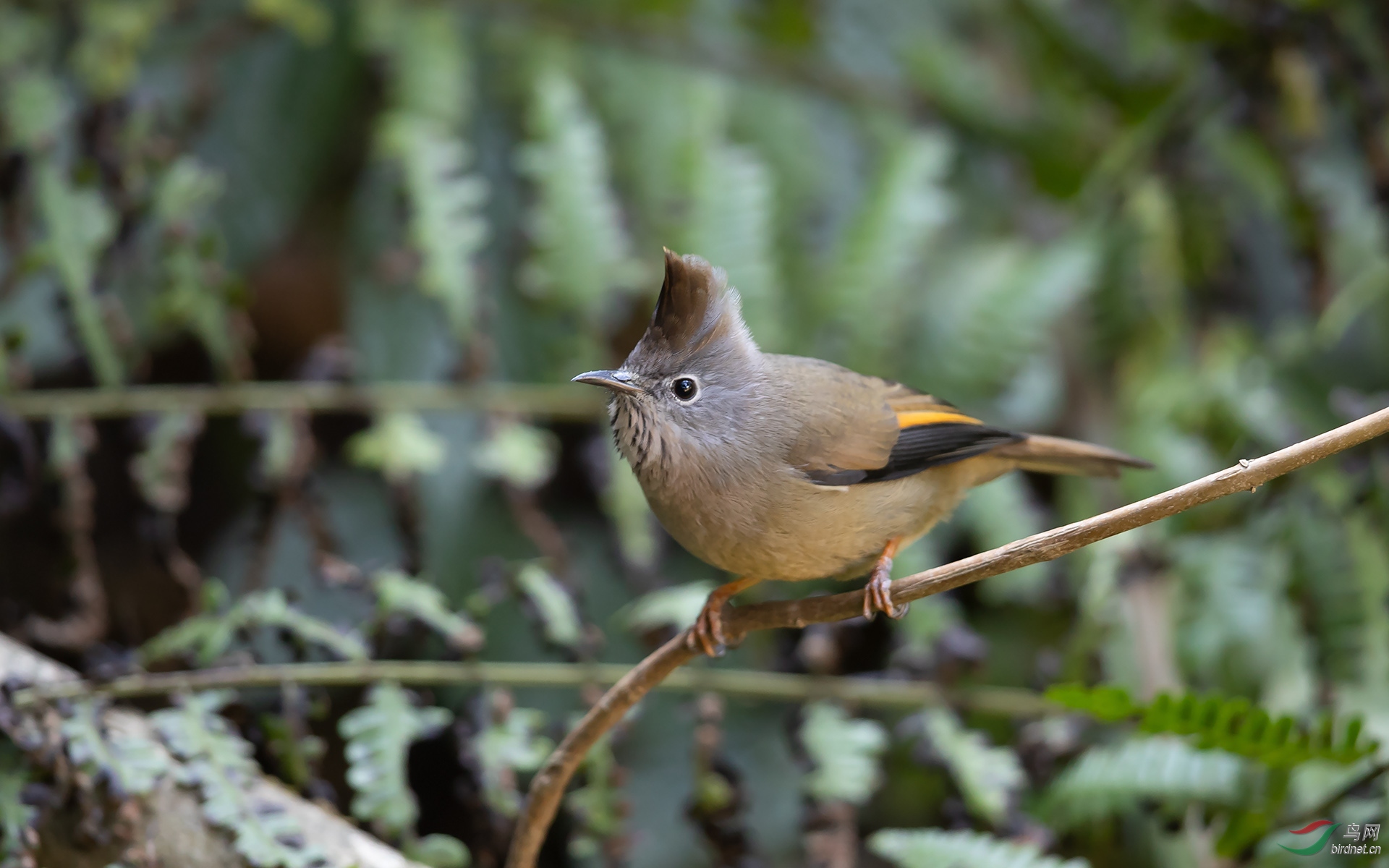 增加鸟种:纹喉凤鹛
