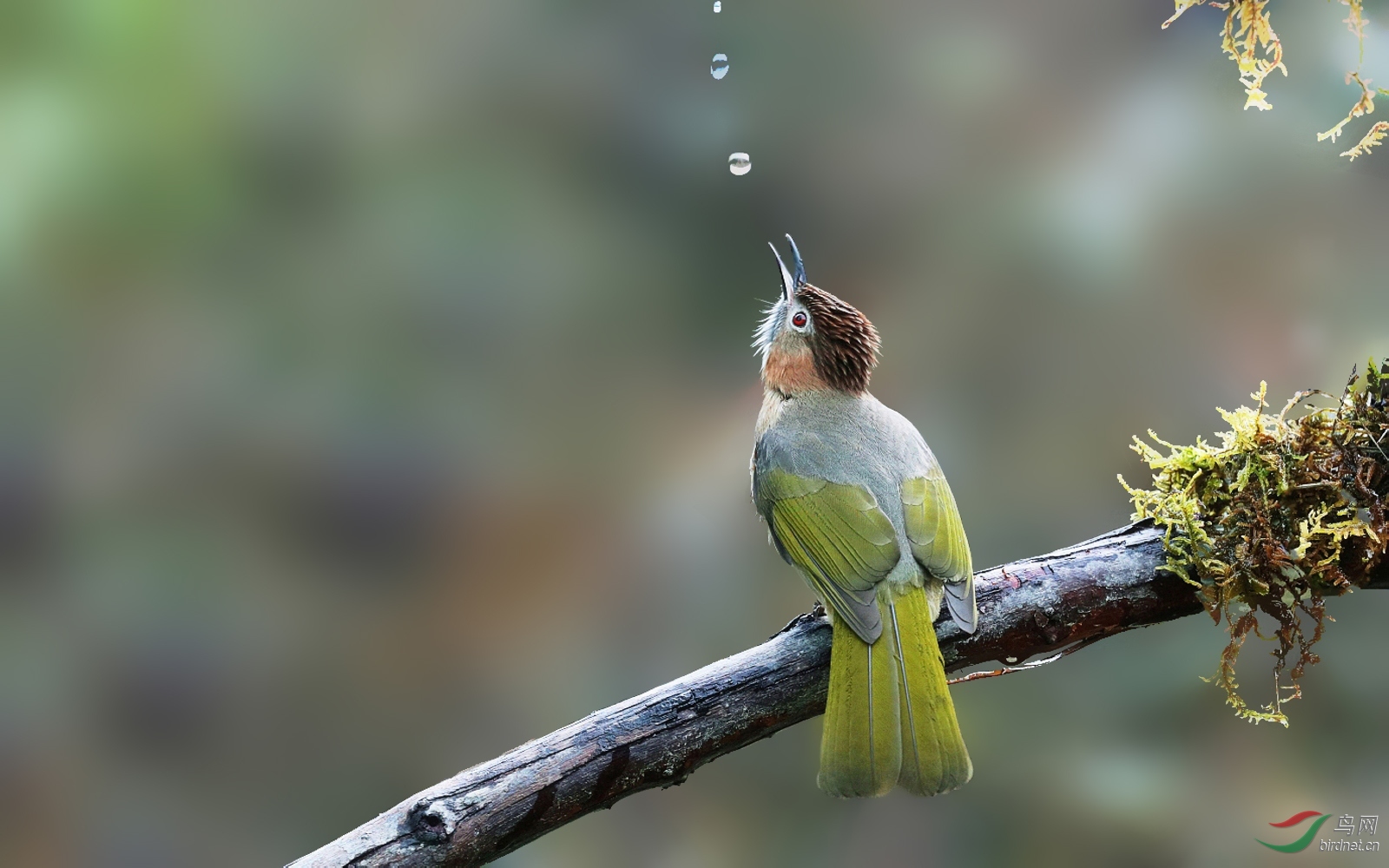 [林鸟] 喝水----绿翅短脚鹎