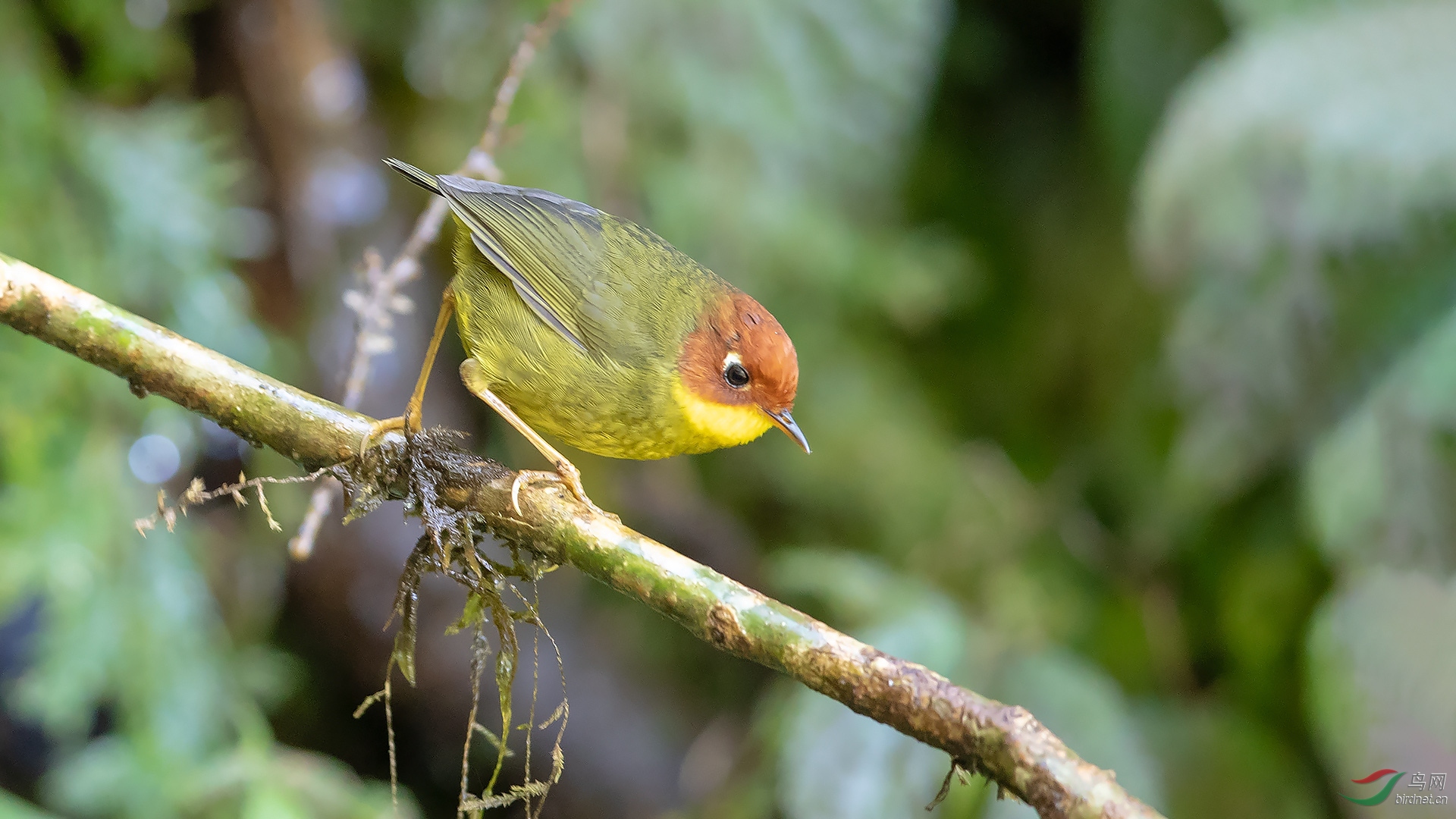 增加鸟种:栗头树莺