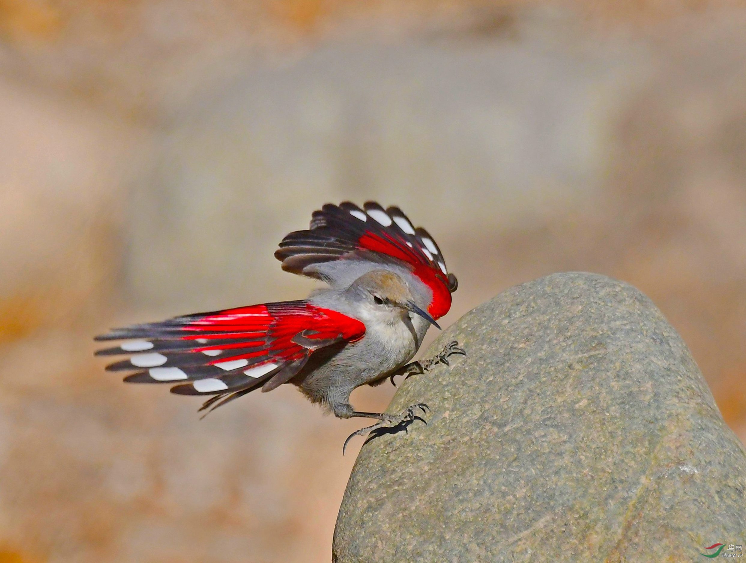 红翅旋壁雀 - 安徽版 anhui 鸟网