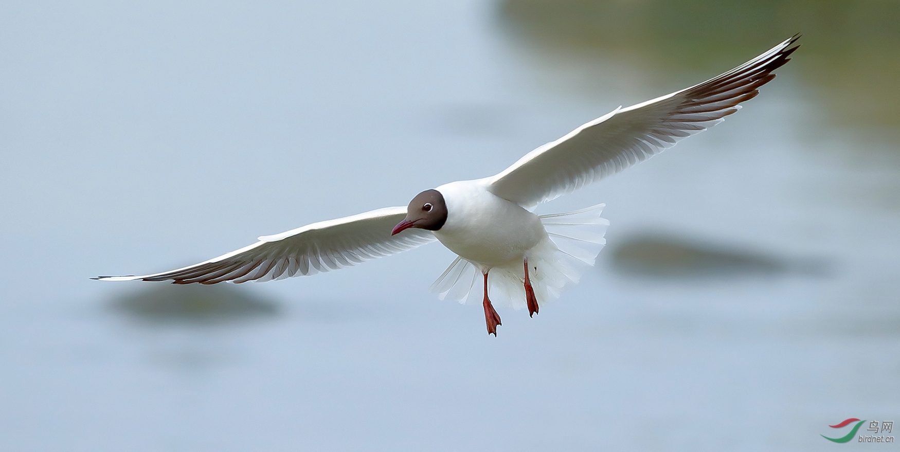 长了繁殖羽的红嘴鸥(视频)