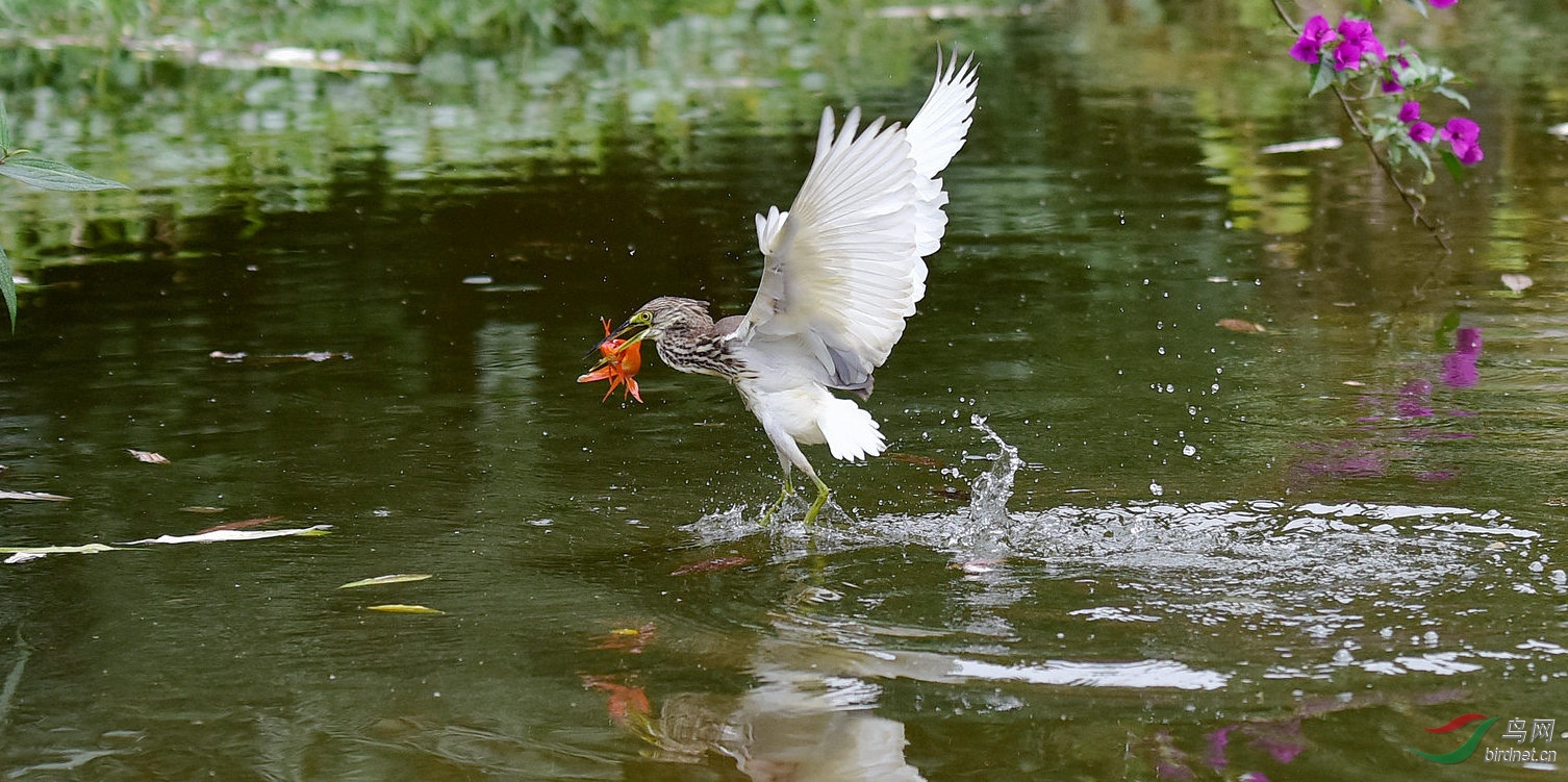 DSC_1960.jpg