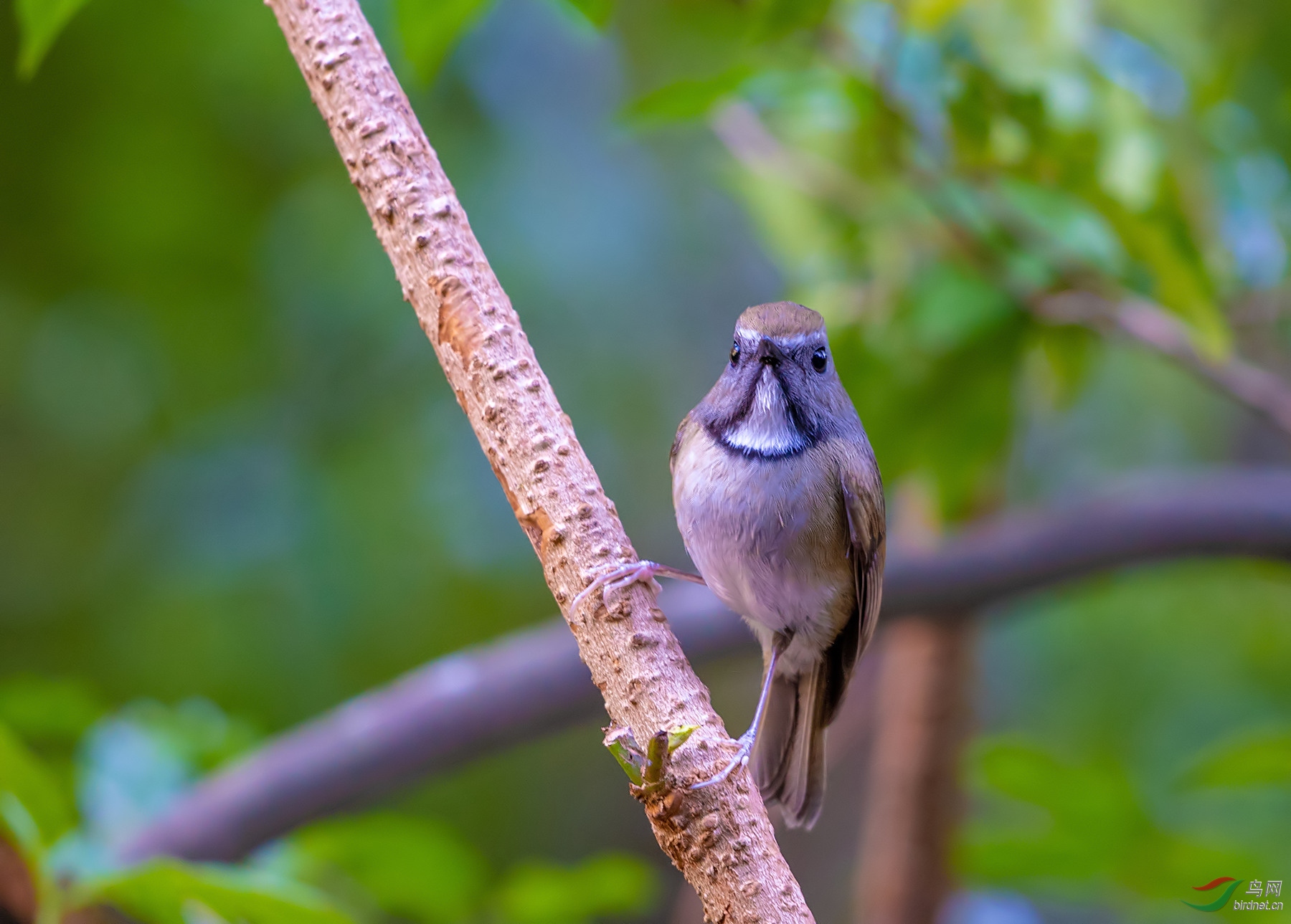 白喉姬鹟 - 辽宁版 liaoning鸟网