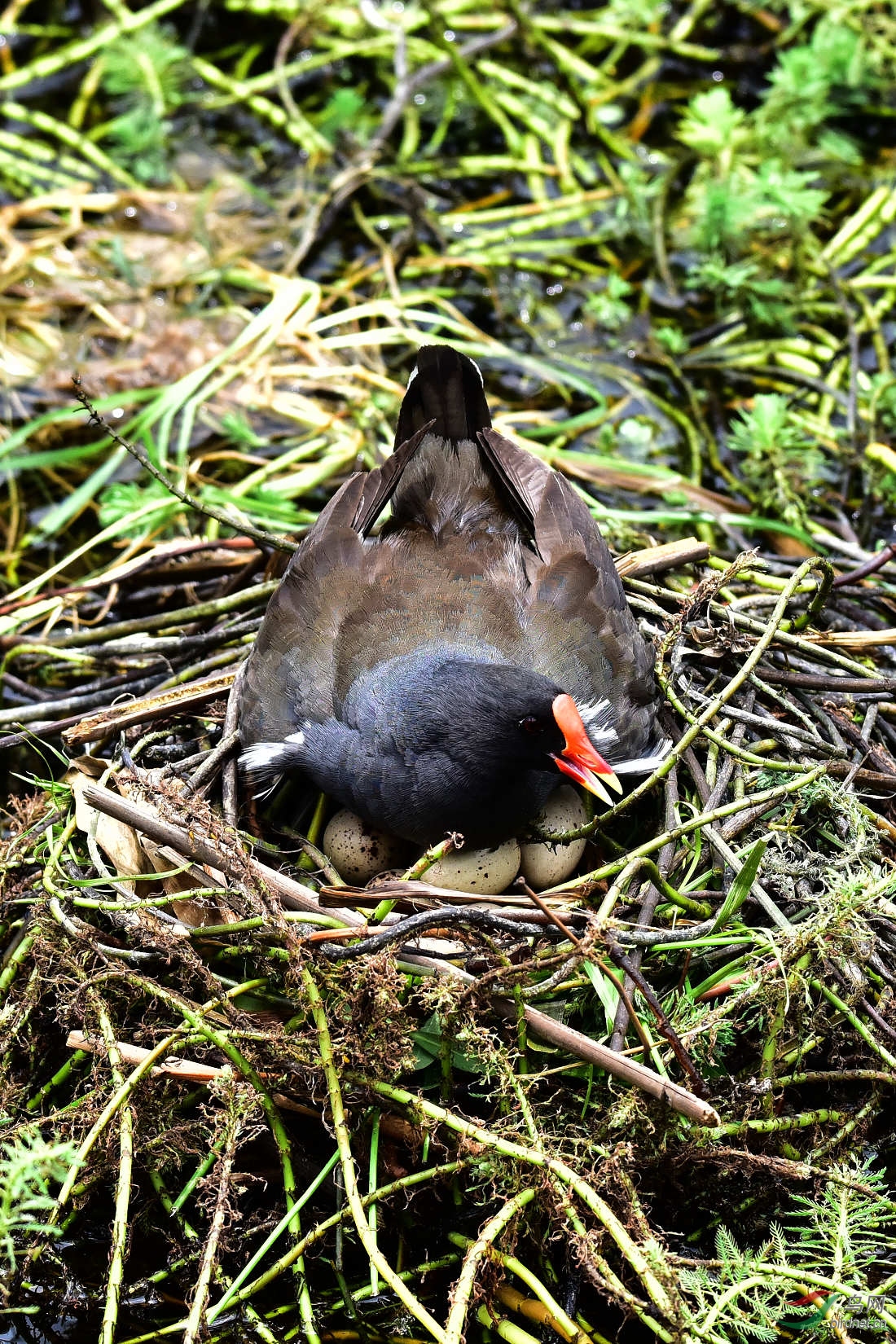 DSC_0403.JPG