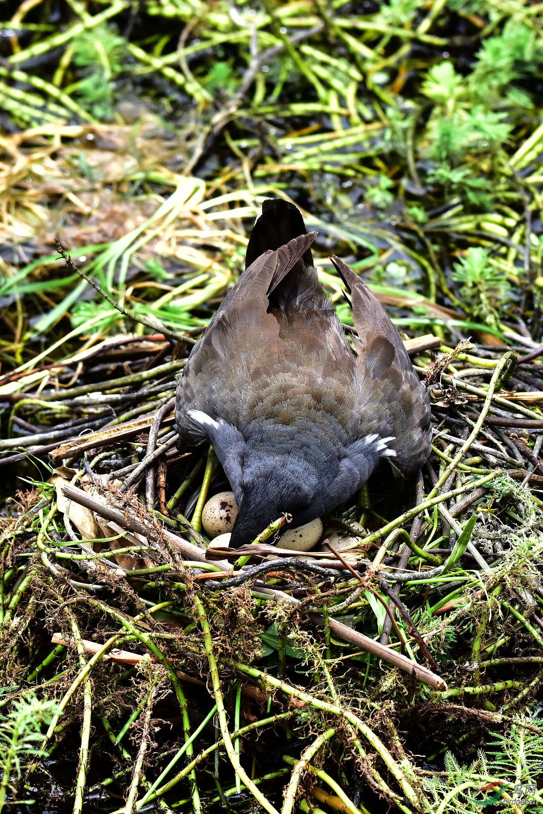 DSC_0407.JPG
