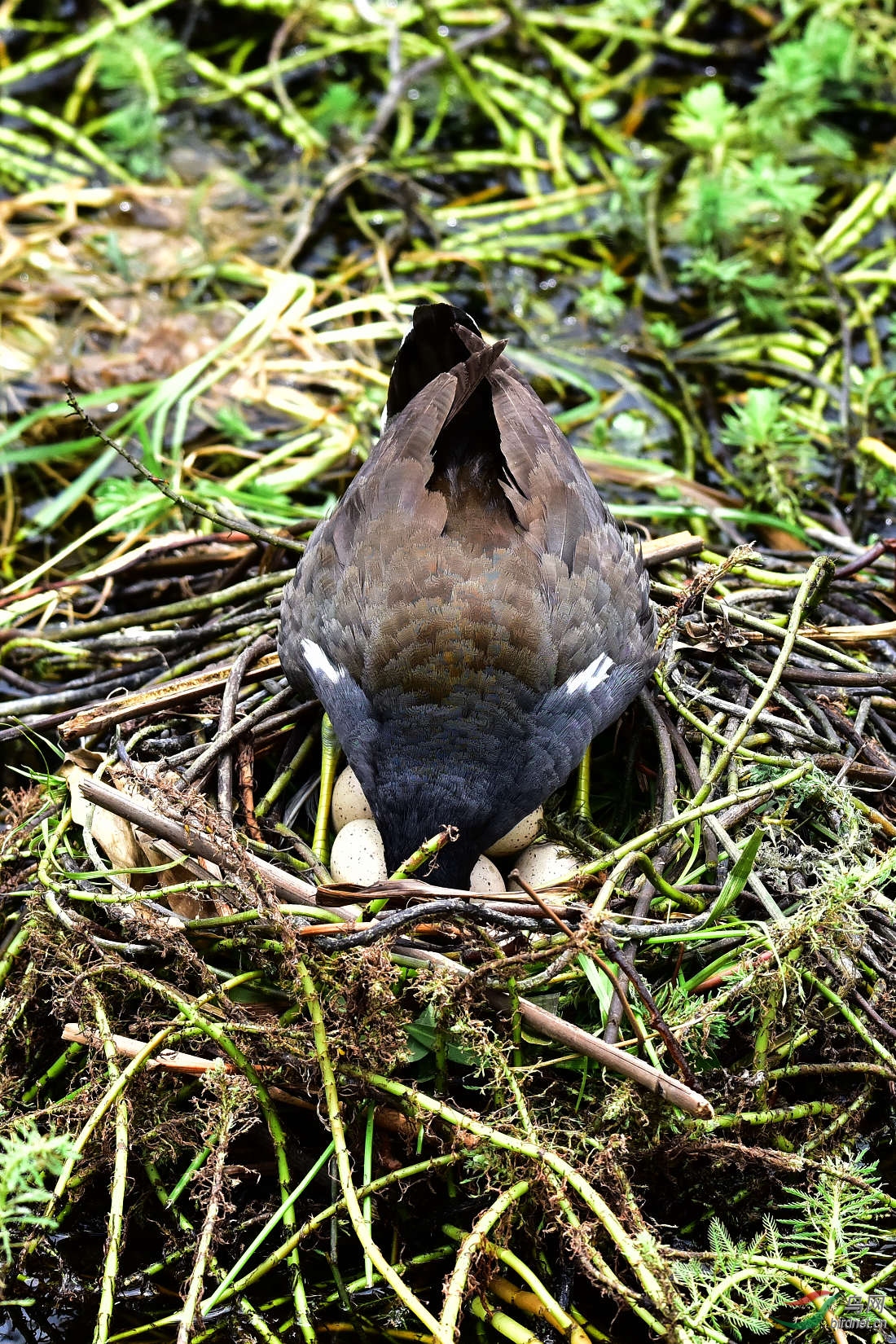DSC_0409.JPG