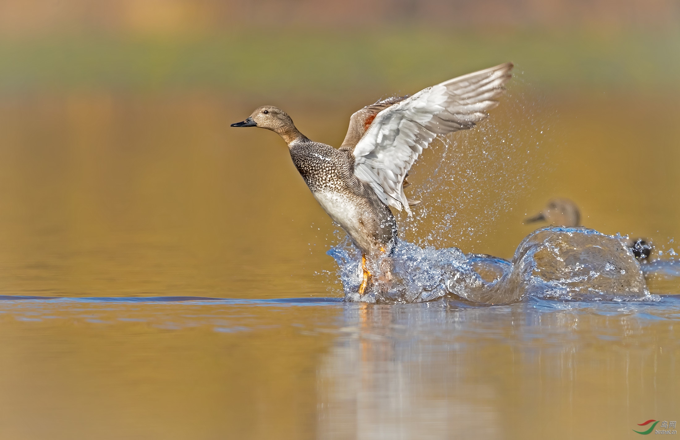鸭儿浮水 - 四川版 sichuan 鸟网