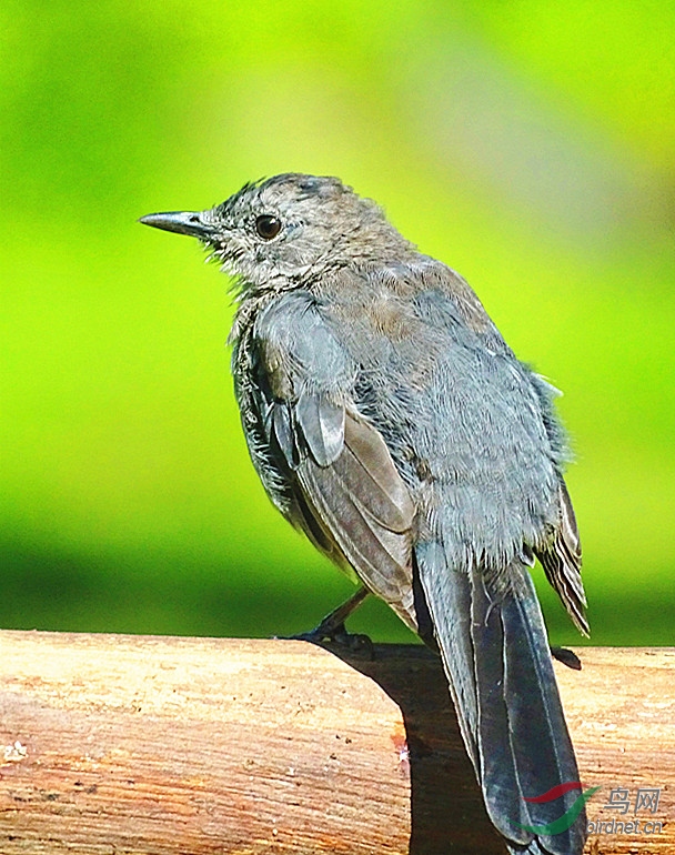 灰猫鸟因其叫声而得名catbird