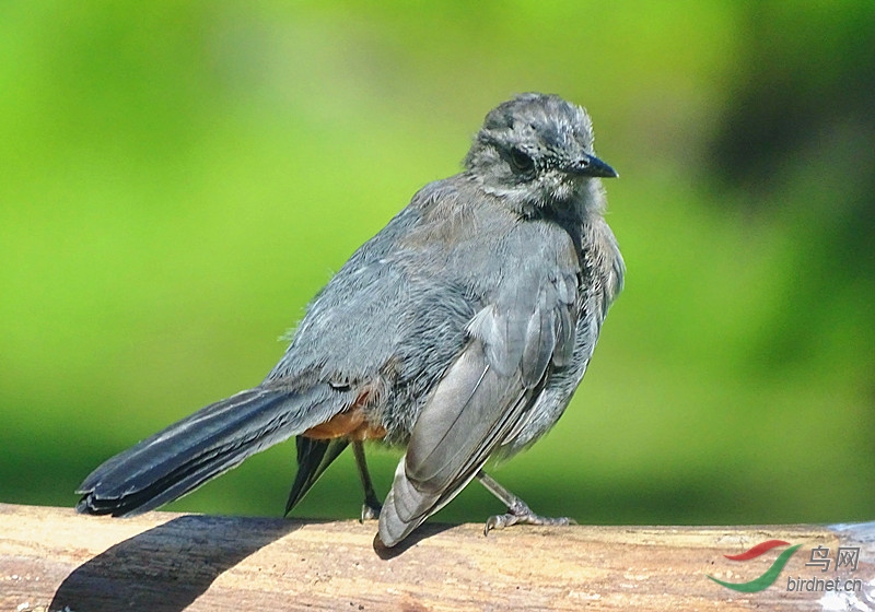 灰猫鸟因其叫声而得名catbird