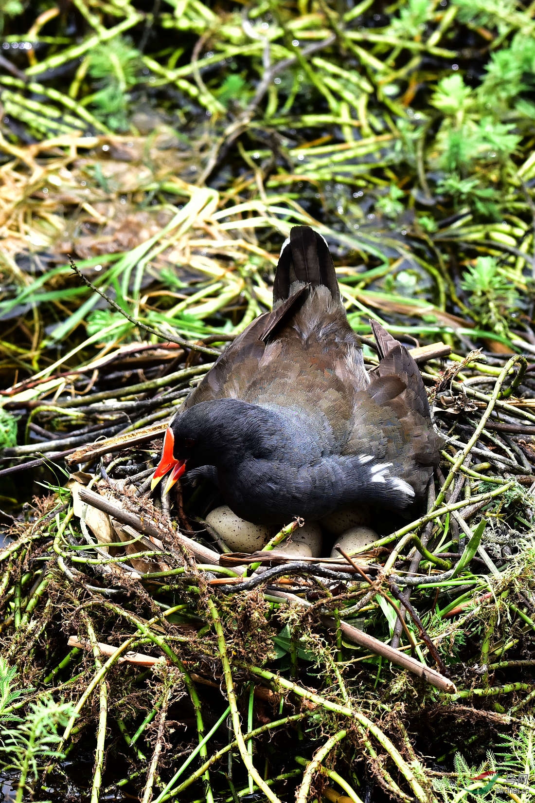 DSC_0414.JPG