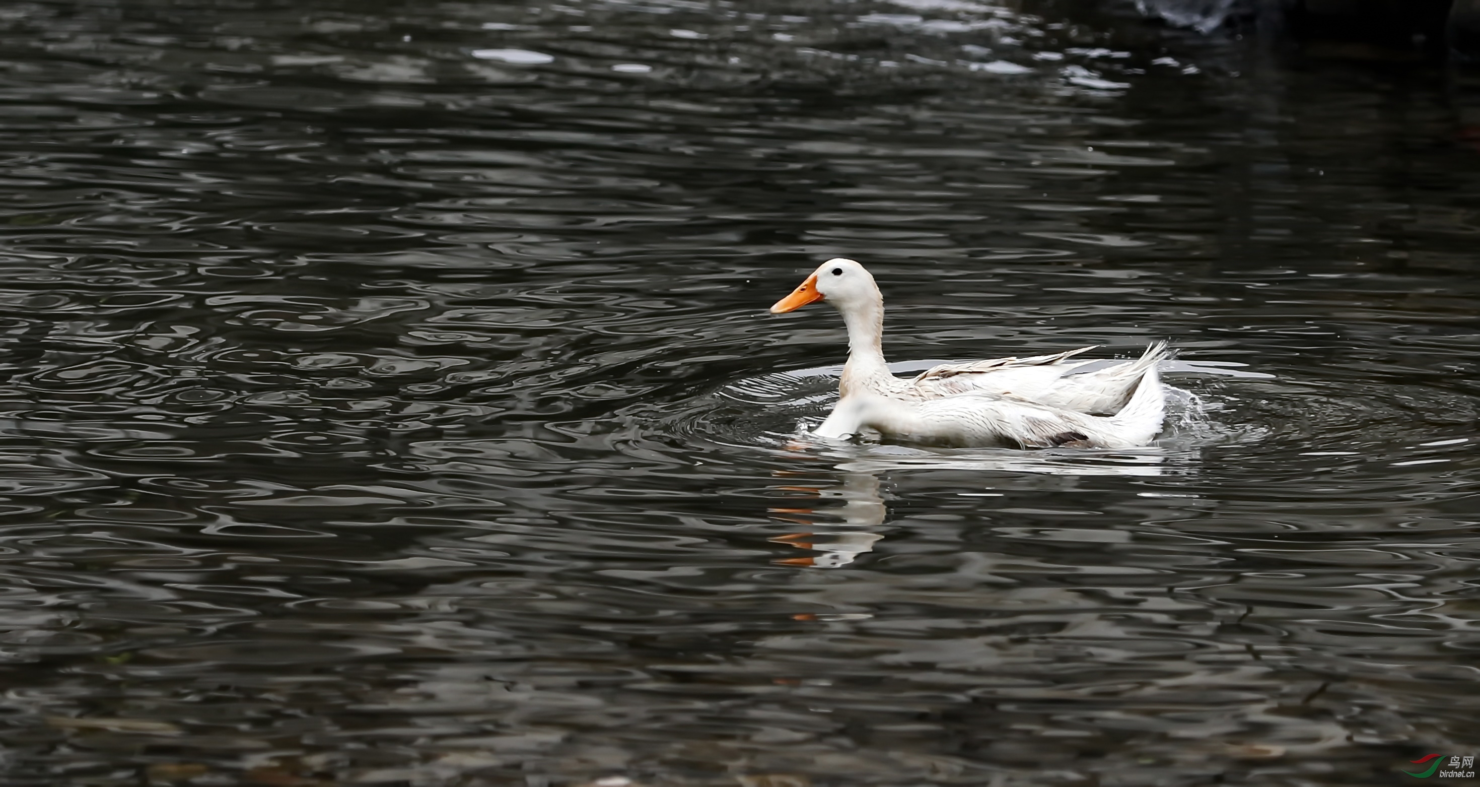鸭- 甘肃版 gansu 鸟网