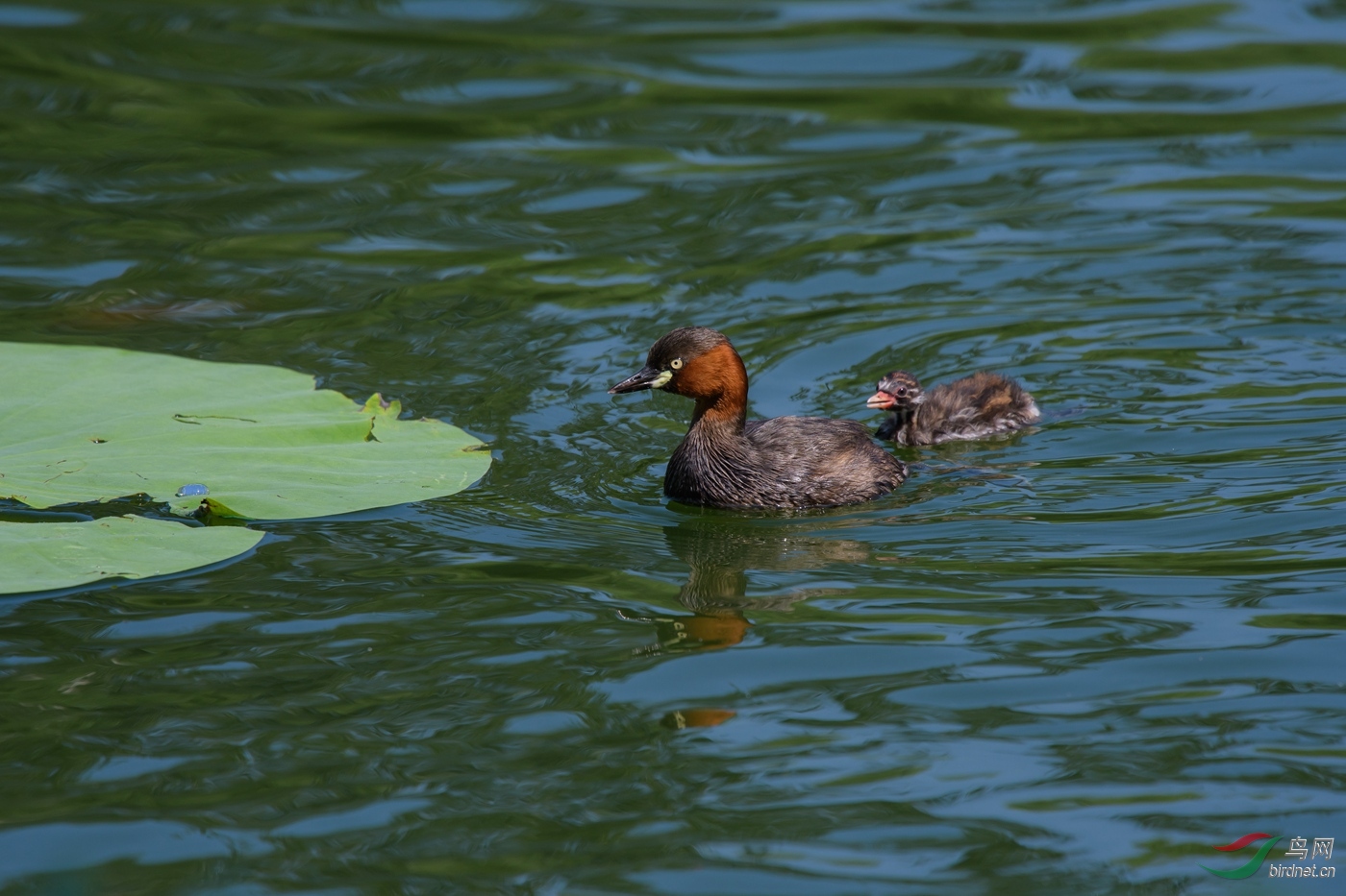 Neo_ 10m-DSC_6937-ACR.jpg